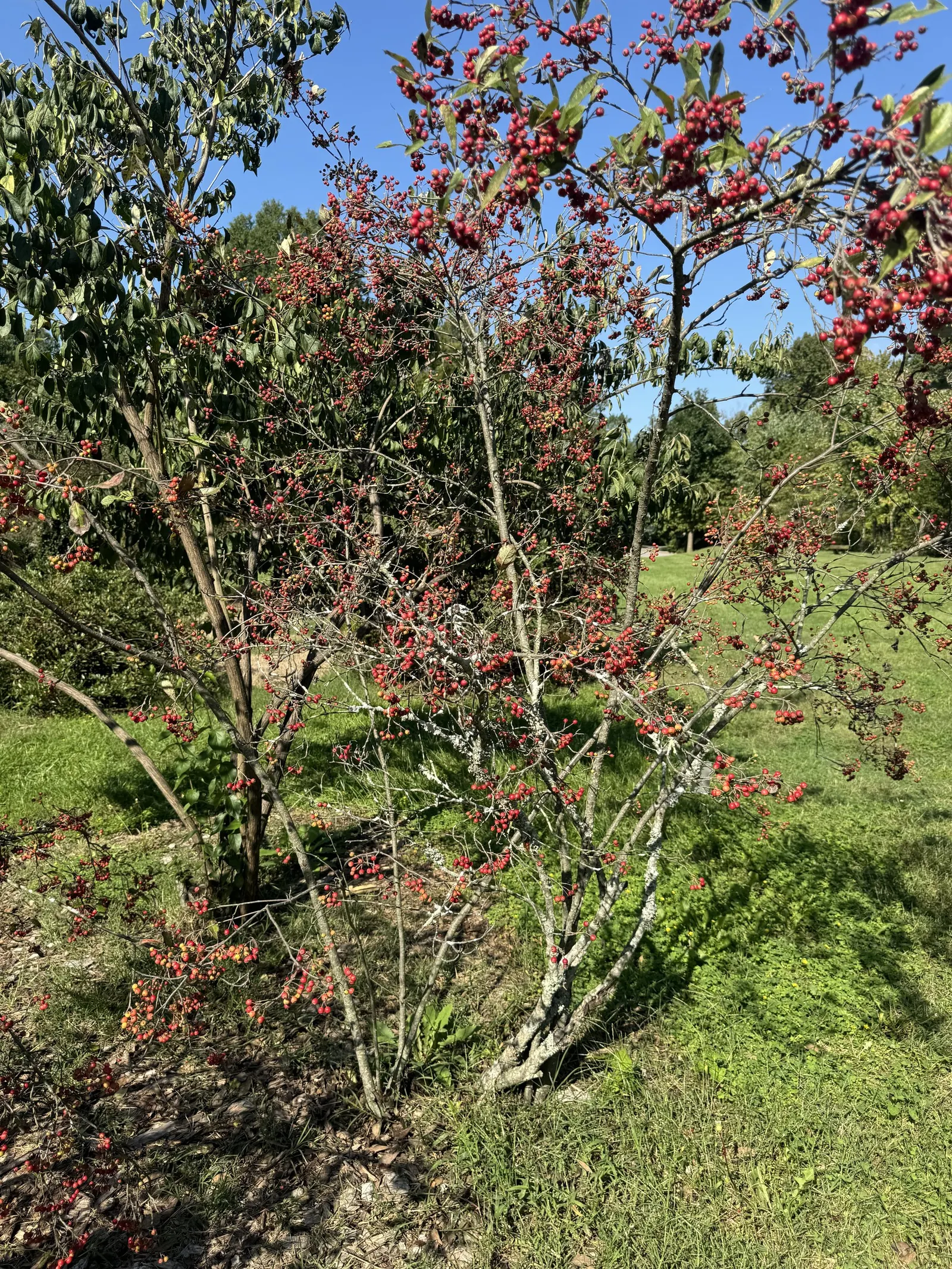 Chokecherry (Prunus Virginiana) — Hardy in zones 2-7, it offers vibrant red fall foliage, adding seasonal interest; typically around 0.4 inches in, image 126