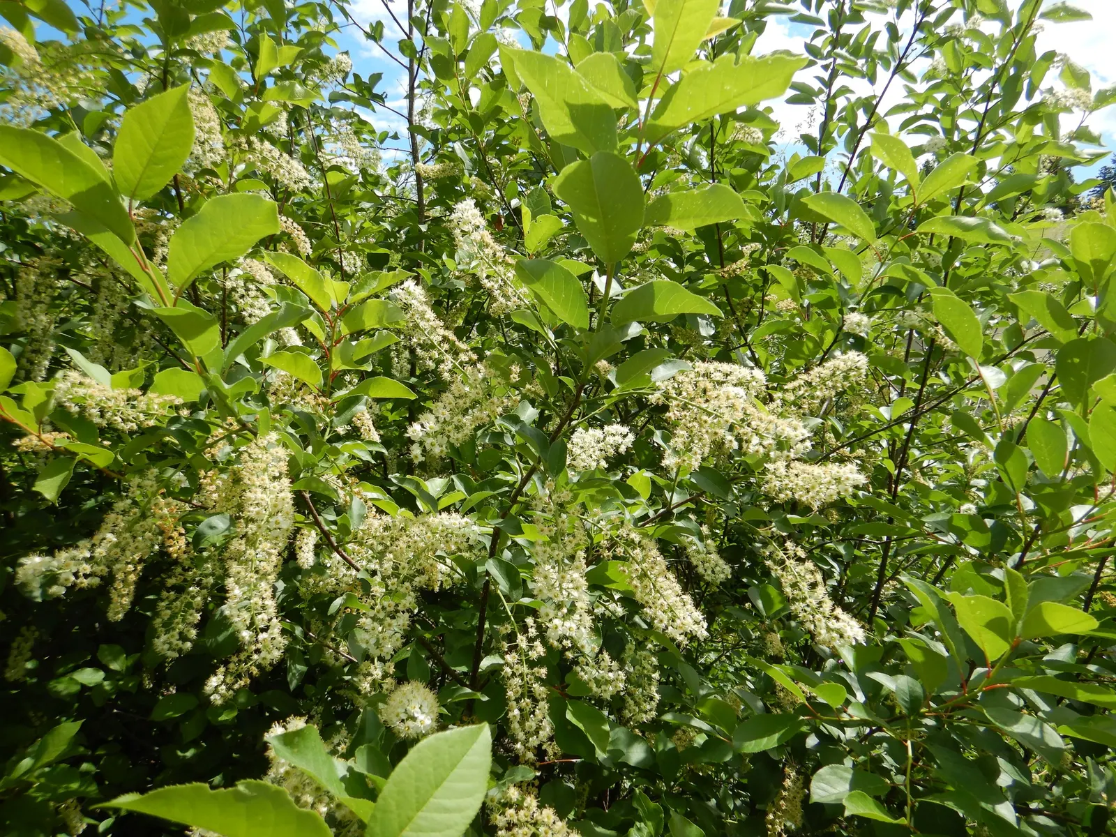 Chokecherry (Prunus Virginiana) — suiting naturalistic plantings or more formal garden settings; including those with varying pH levels or moisture, image 68