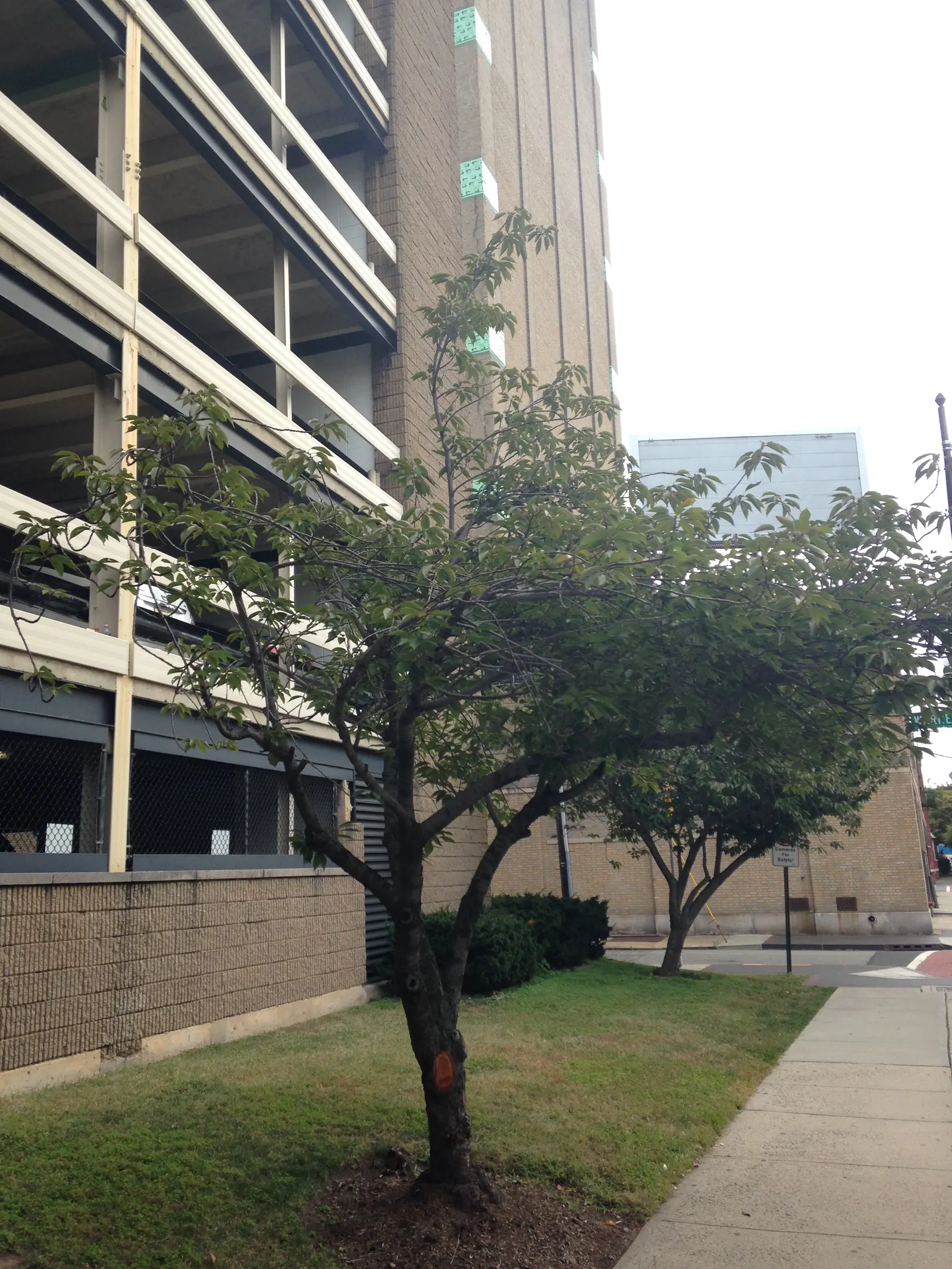 Chokecherry (Prunus Virginiana) — An eloquent choice for landscape designs seeking a balance of aesthetic appeal and functionality; excellent for, image 80