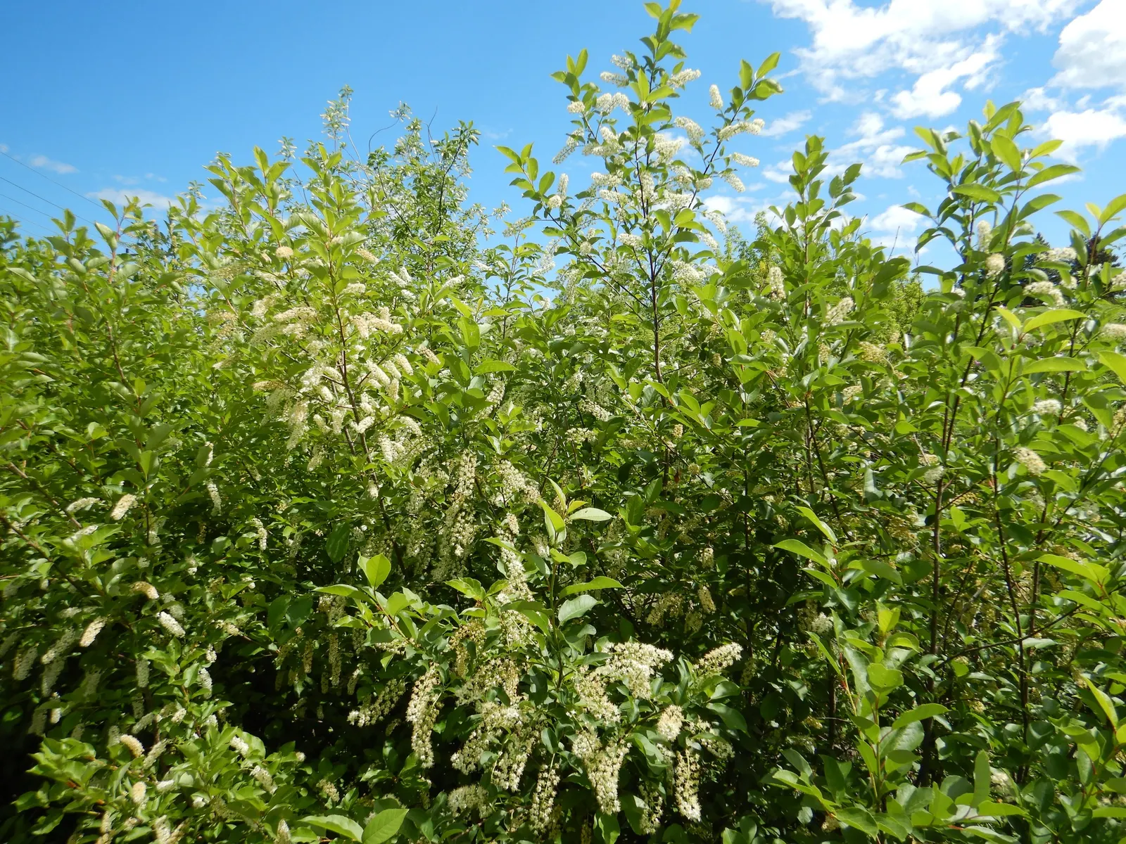 Chokecherry (Prunus Virginiana) — The Chokeberry, scientifically known as Prunus virginiana, is a deciduous shrub heralding from North America, image 55