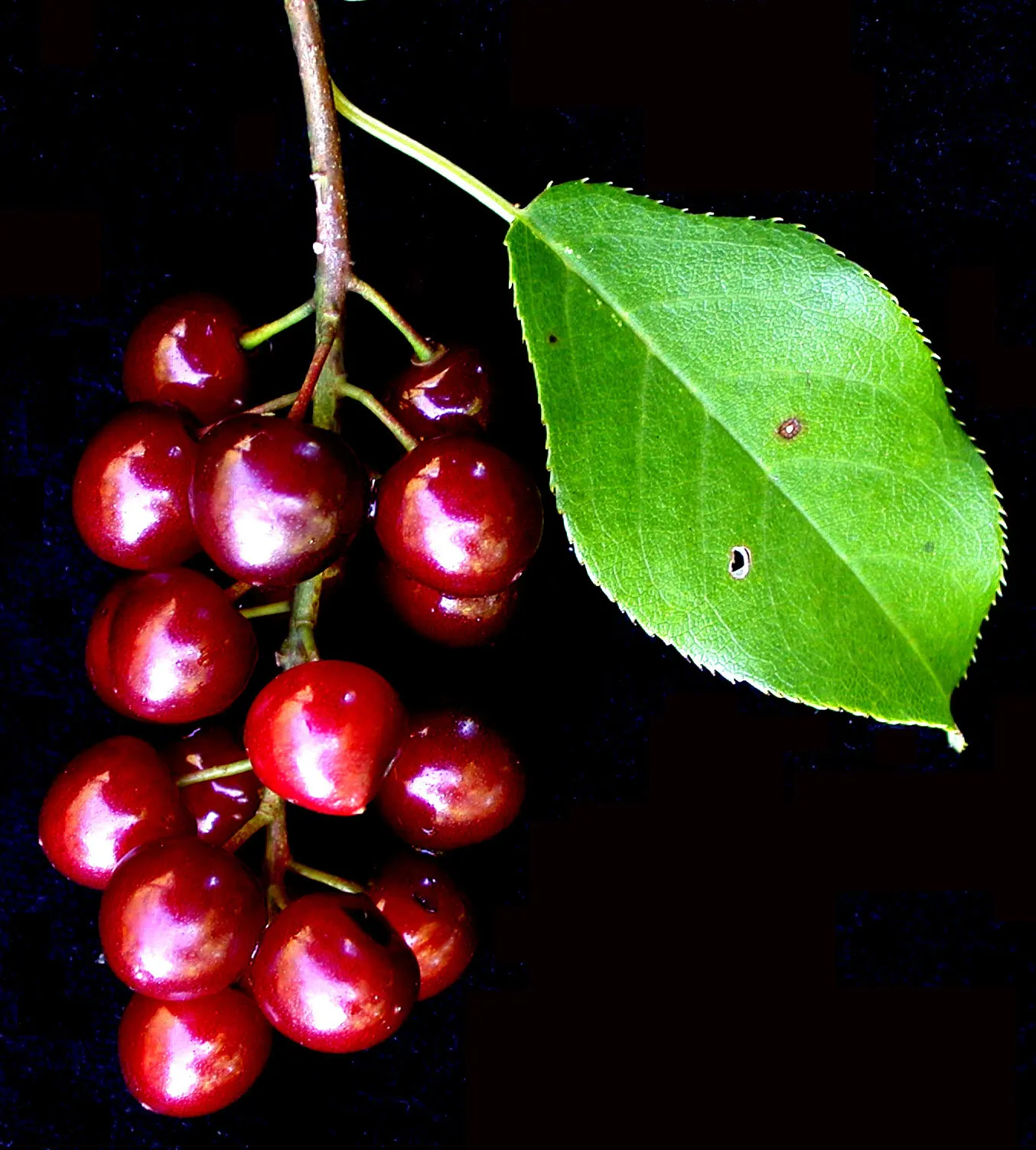 Chokecherry (Prunus Virginiana) — Excellent for wildlife habitats and naturalized areas; an eloquent choice for landscape designs seeking a balance, image 53