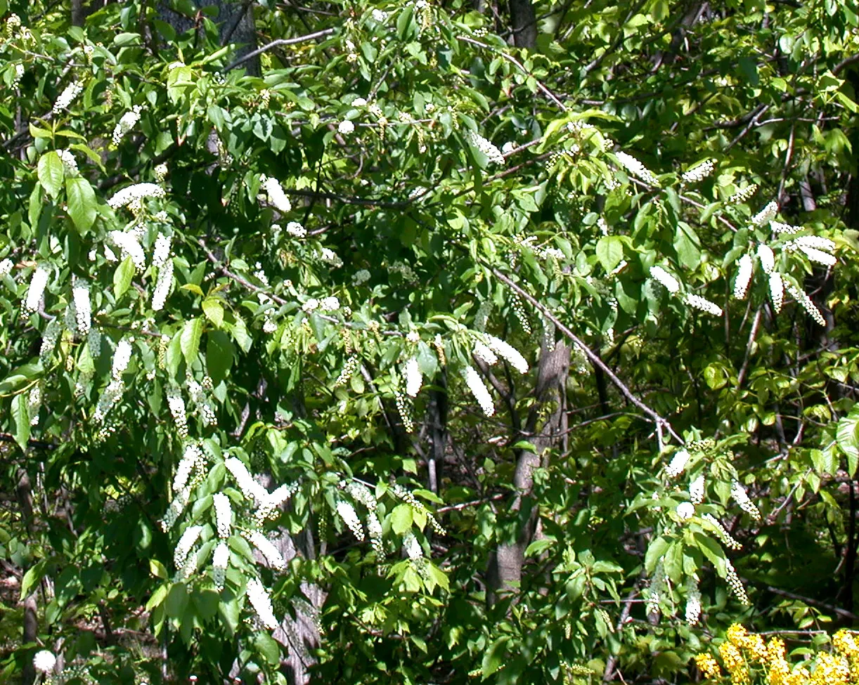 Chokecherry (Prunus Virginiana) — white flowers in the garden; the Chokeberry, scientifically known as Prunus virginiana, is a deciduous shrub heralding from