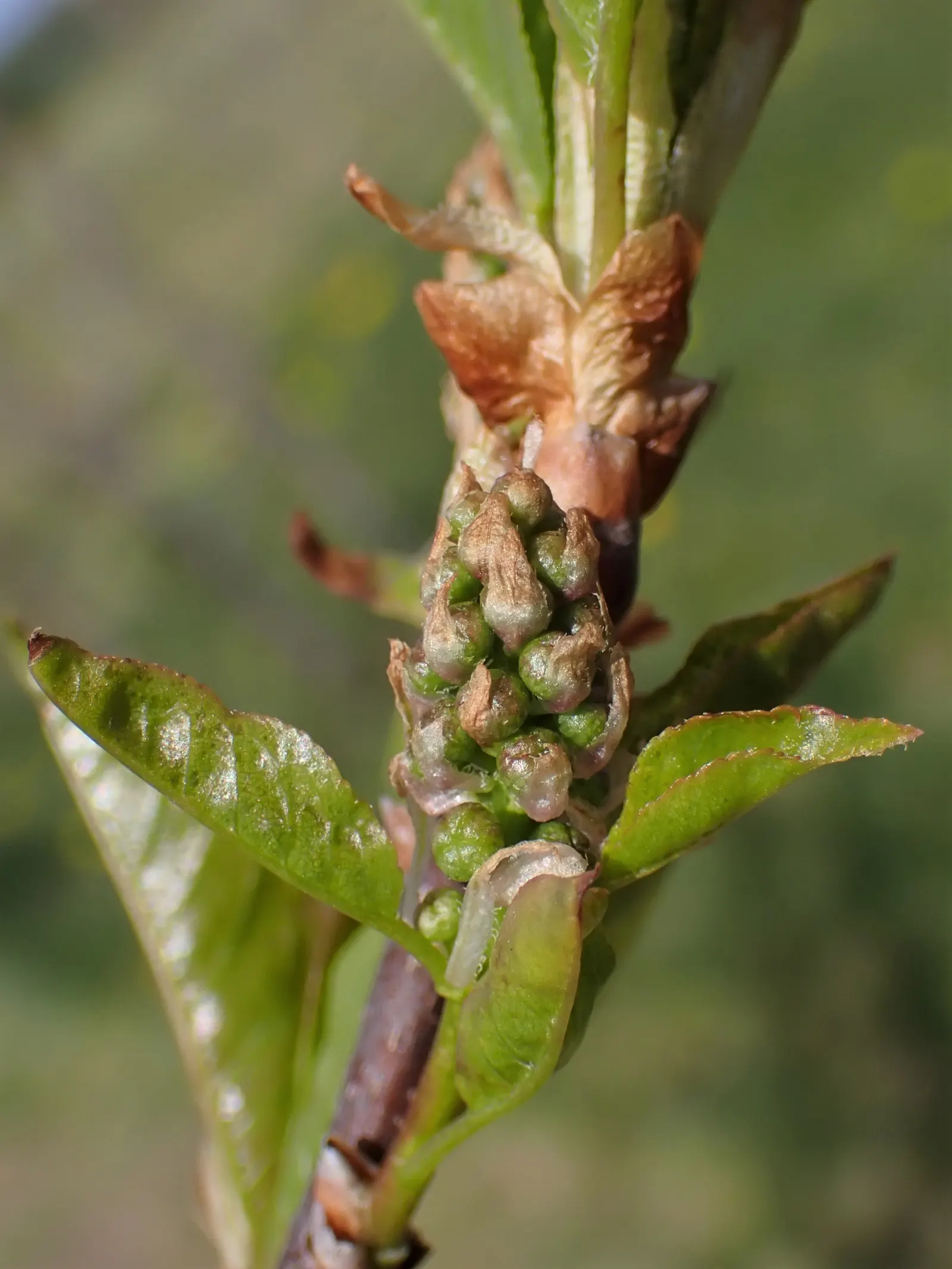 Chokecherry (Prunus Virginiana) — Grows best in full sun to partial shade and adaptable to various soil types; is a deciduous shrub or small tree, image 124
