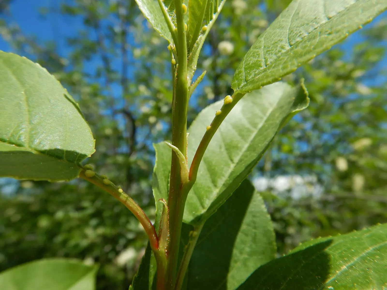 Chokecherry (Prunus Virginiana) — tree for full; its ability to withstand urban conditions also makes it an excellent choice for city landscapes