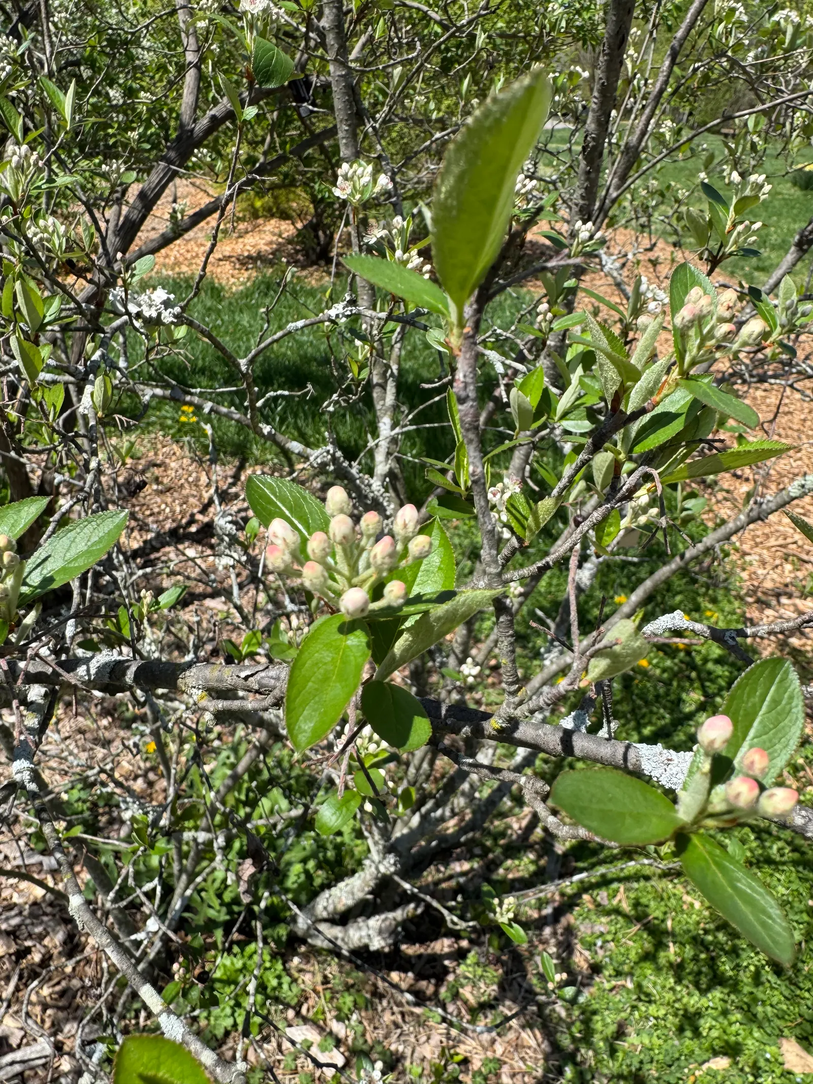 Chokecherry (Prunus Virginiana) — Grows best in full sun to partial shade and adaptable to various soil types; is a deciduous shrub or small tree, image 52