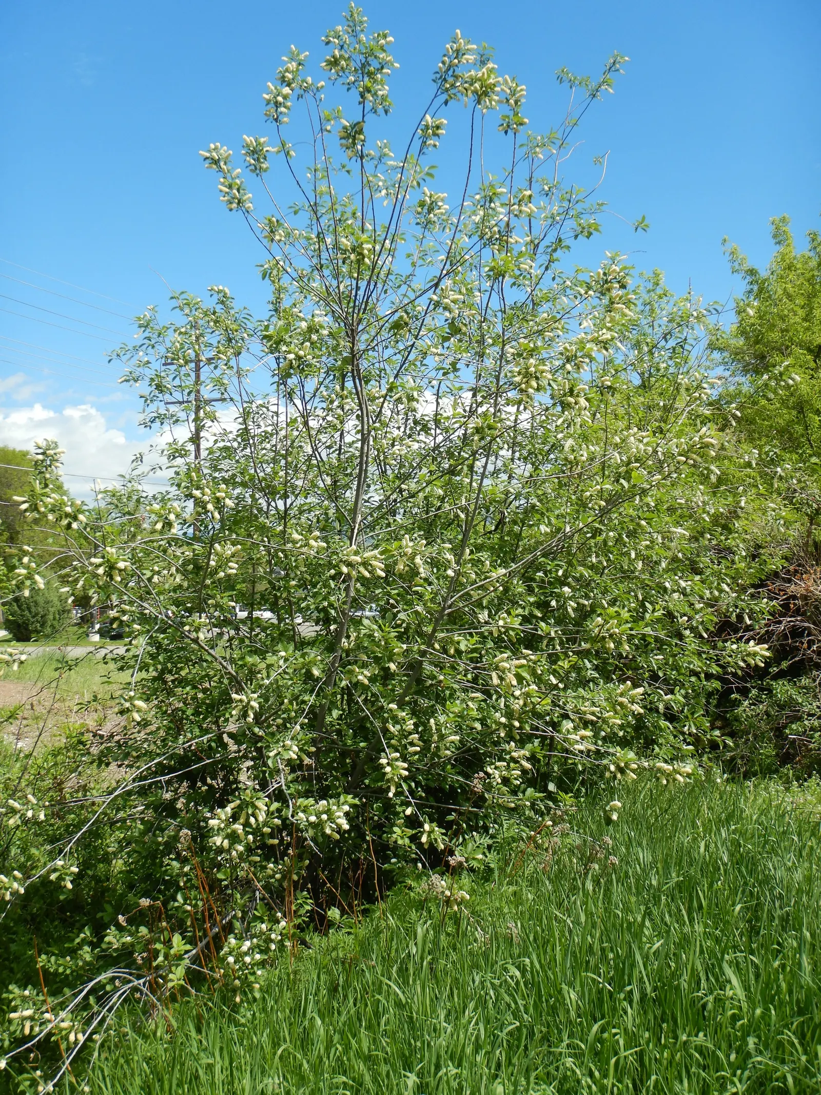 Chokecherry (Prunus Virginiana) — white flowers in the garden