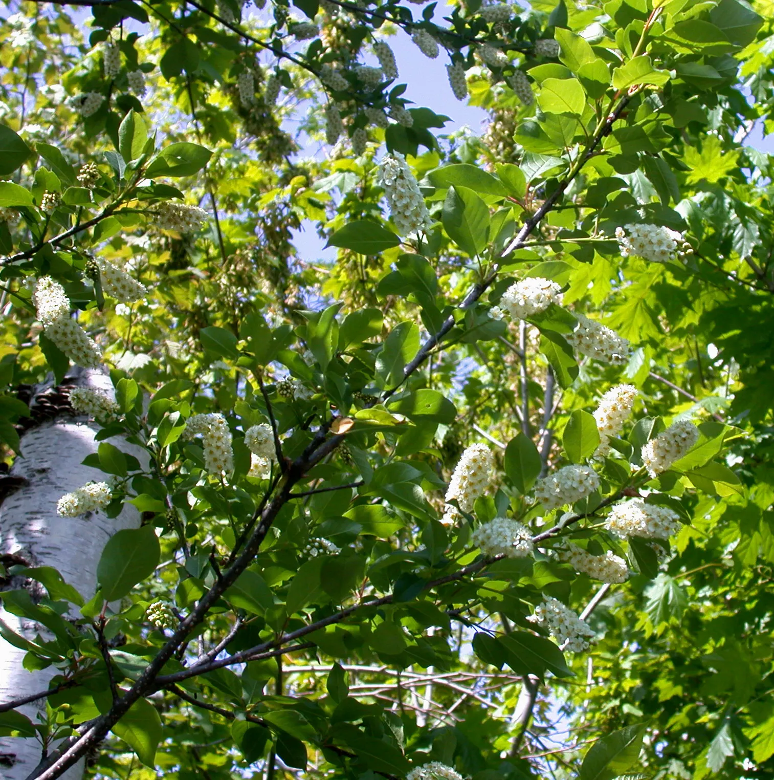 Chokecherry (Prunus Virginiana) — Grows best in full sun to partial shade and adaptable to various soil types; is a deciduous shrub or small tree, image 100
