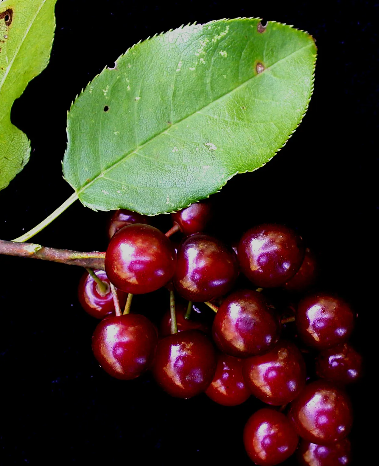 Chokecherry (Prunus Virginiana) — tree with white blooms; these blossoms subsequently give way to dense clusters of red to black fruits, image 95