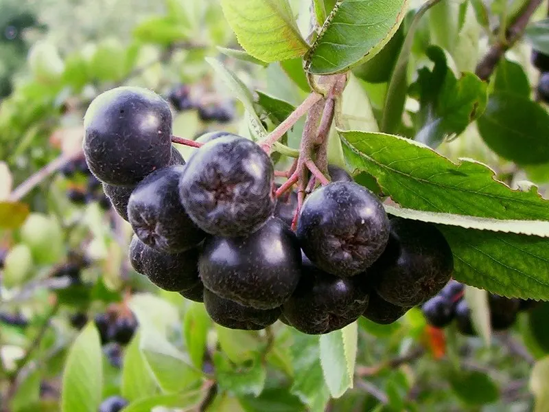 Chokecherry (Prunus Virginiana) — Its ability to withstand urban conditions also makes it an excellent choice for city landscapes; tree for full, image 93