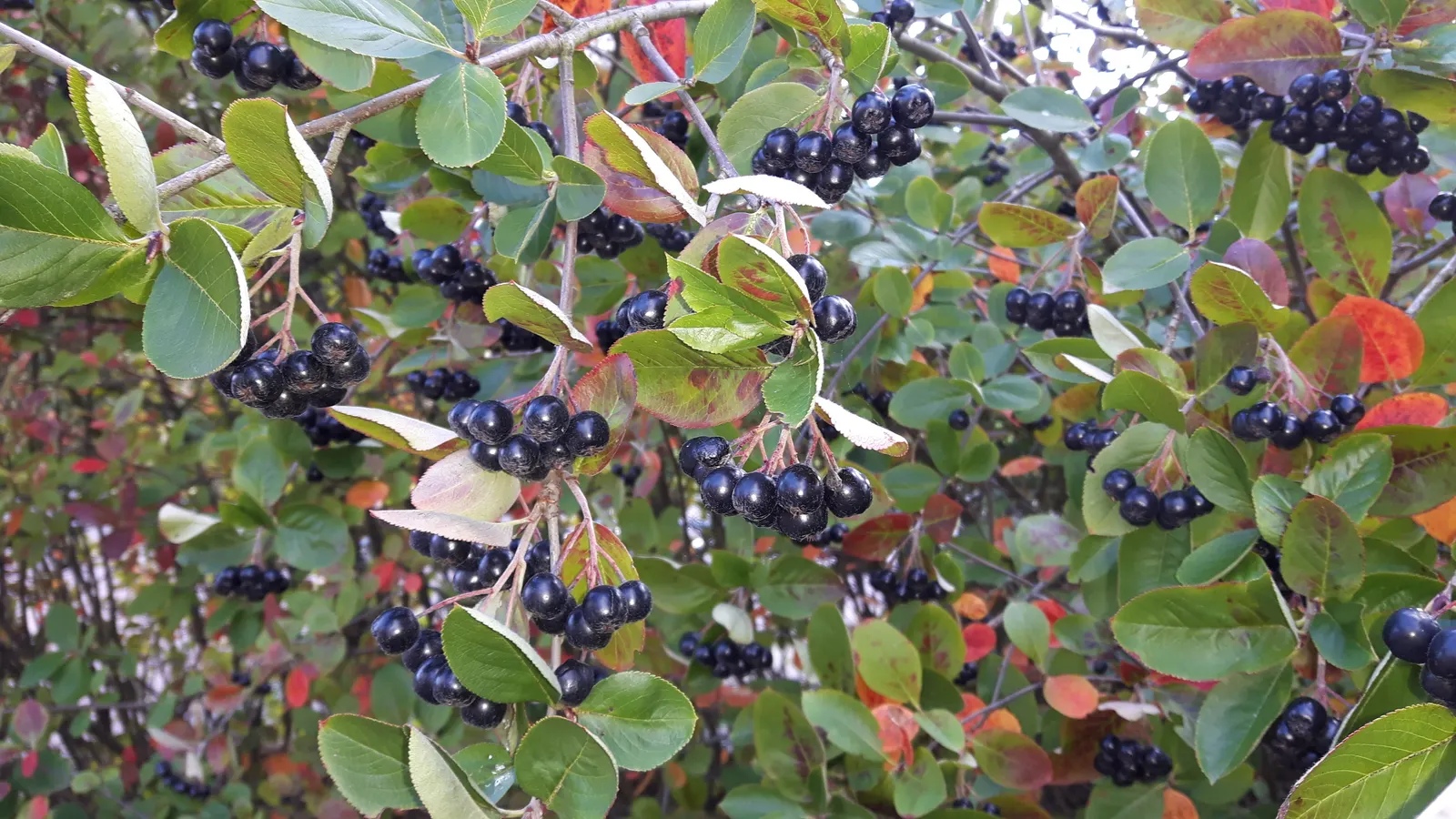 Chokecherry (Prunus Virginiana) — These blossoms subsequently give way to dense clusters of red to black fruits; tree with white blooms, image 62