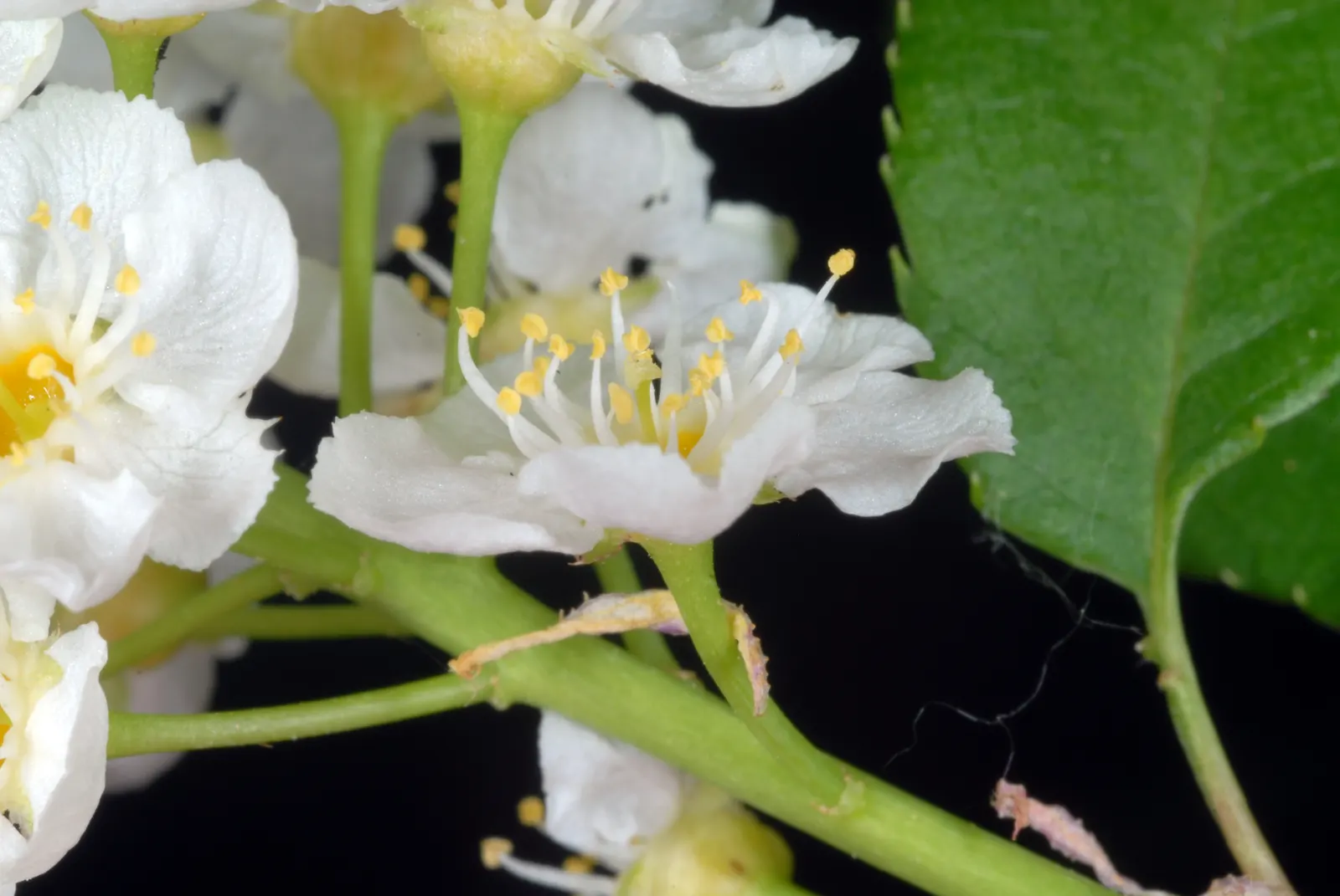 Chokecherry (Prunus Virginiana) — the Chokeberry is drought tolerant; it features clusters of white flowers in spring, followed by tart, dark, image 90