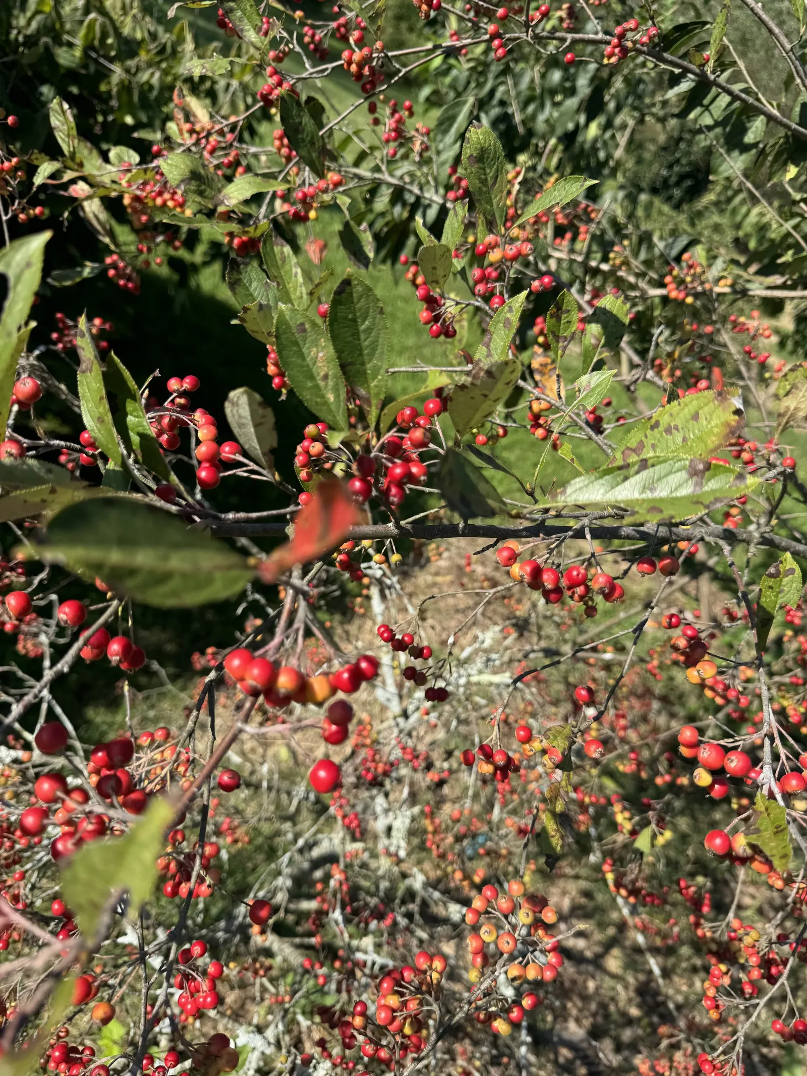 Chokecherry (Prunus Virginiana) — offering a visually engaging contrast against the green leaves; but it's also remarkably tolerant of a range of, image 133
