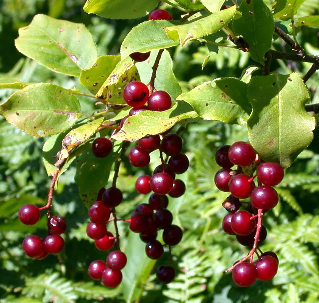 Chokecherry (Prunus Virginiana) — tree with white blooms; these blossoms subsequently give way to dense clusters of red to black fruits, image 119