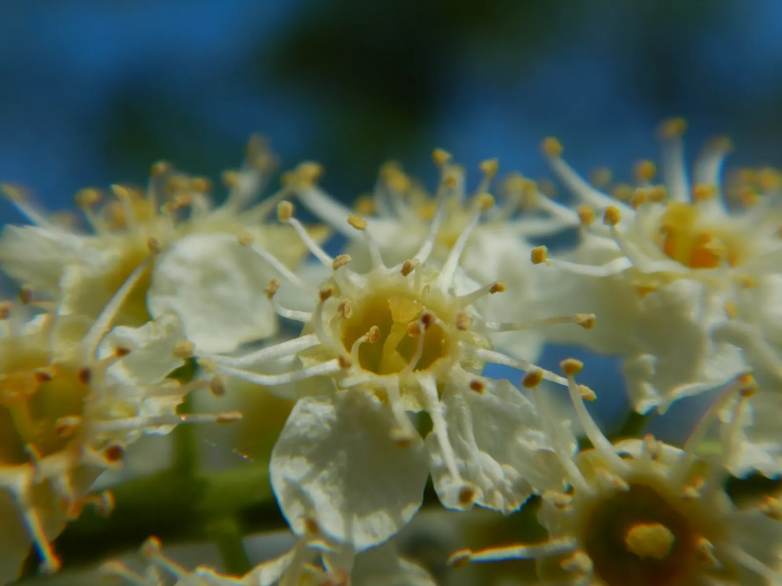 Chokecherry (Prunus Virginiana) — Grows best in full sun to partial shade and adaptable to various soil types; is a deciduous shrub or small tree