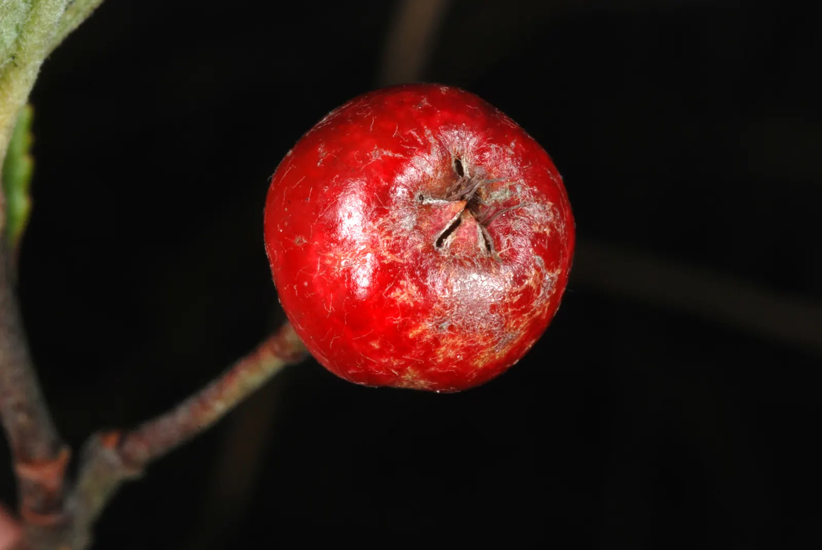 Chokecherry (Prunus Virginiana) — It features clusters of white flowers in spring, followed by tart, dark purple berries; the Chokeberry is drought, image 99