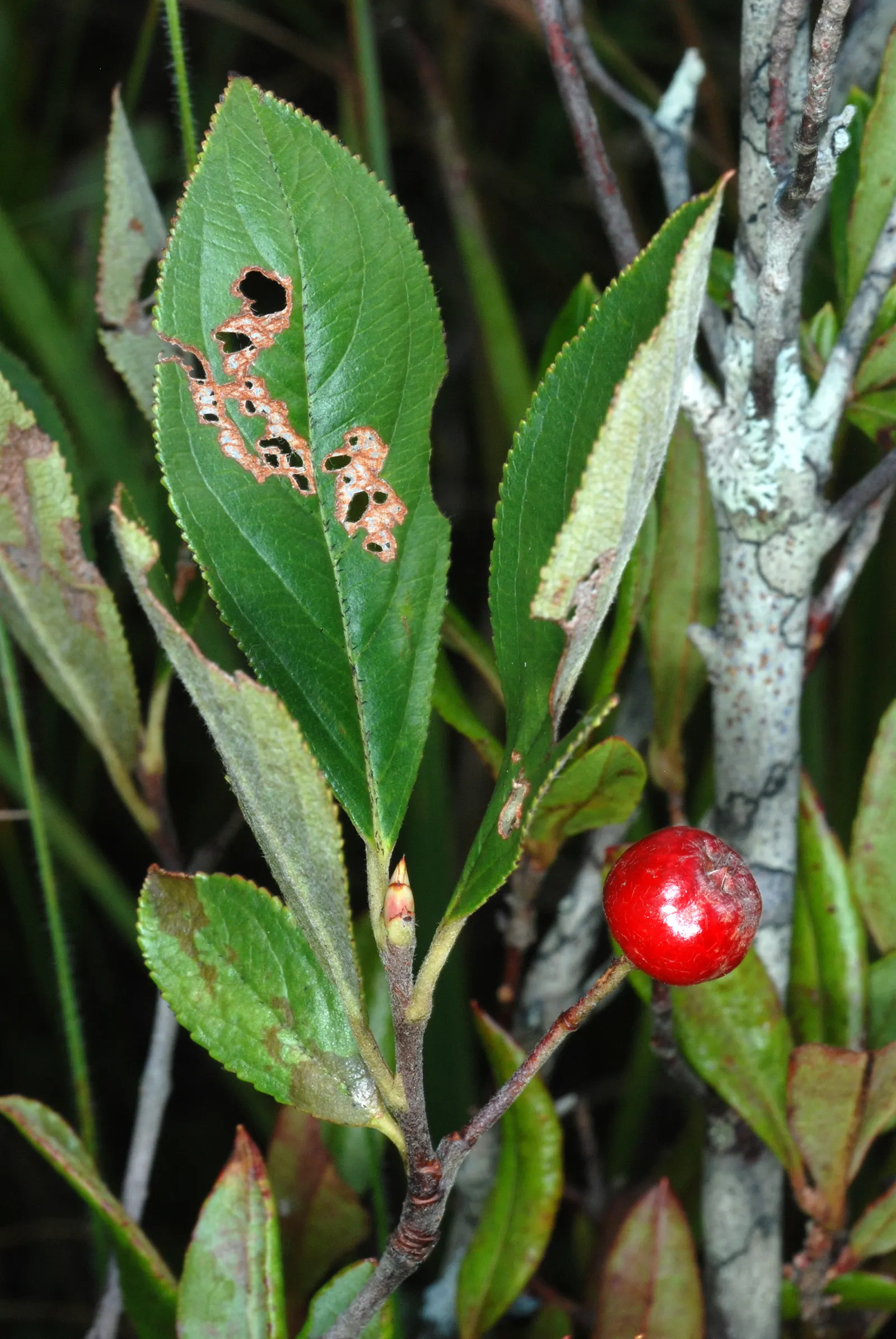 Chokecherry (Prunus Virginiana) — It features clusters of white flowers in spring, followed by tart, dark purple berries; the Chokeberry is drought, image 75