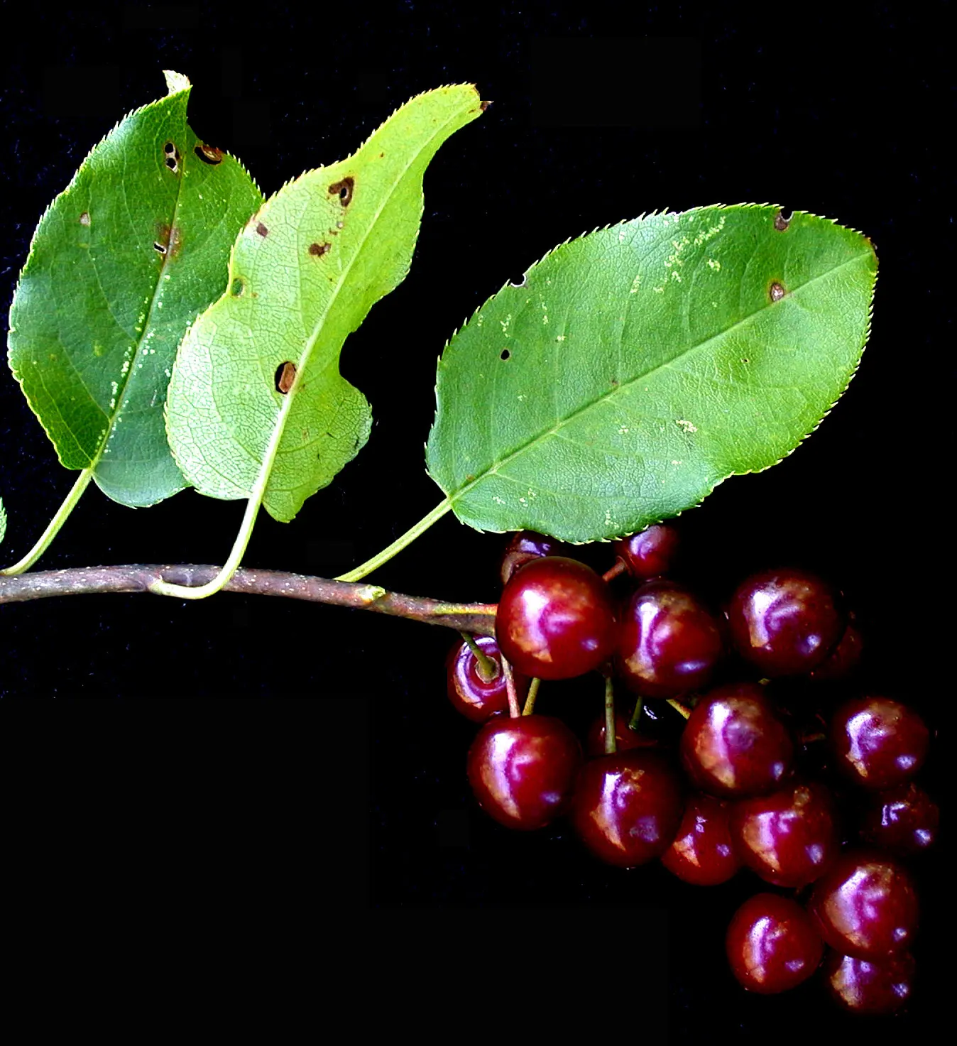 Chokecherry (Prunus Virginiana) — is a deciduous shrub or small tree; grows best in full sun to partial shade and adaptable to various soil types, image 49