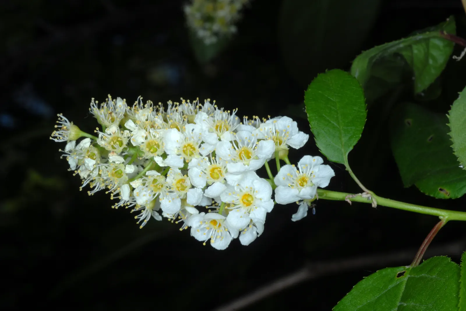 Chokecherry (Prunus Virginiana) — suiting naturalistic plantings or more formal garden settings; including those with varying pH levels or moisture content