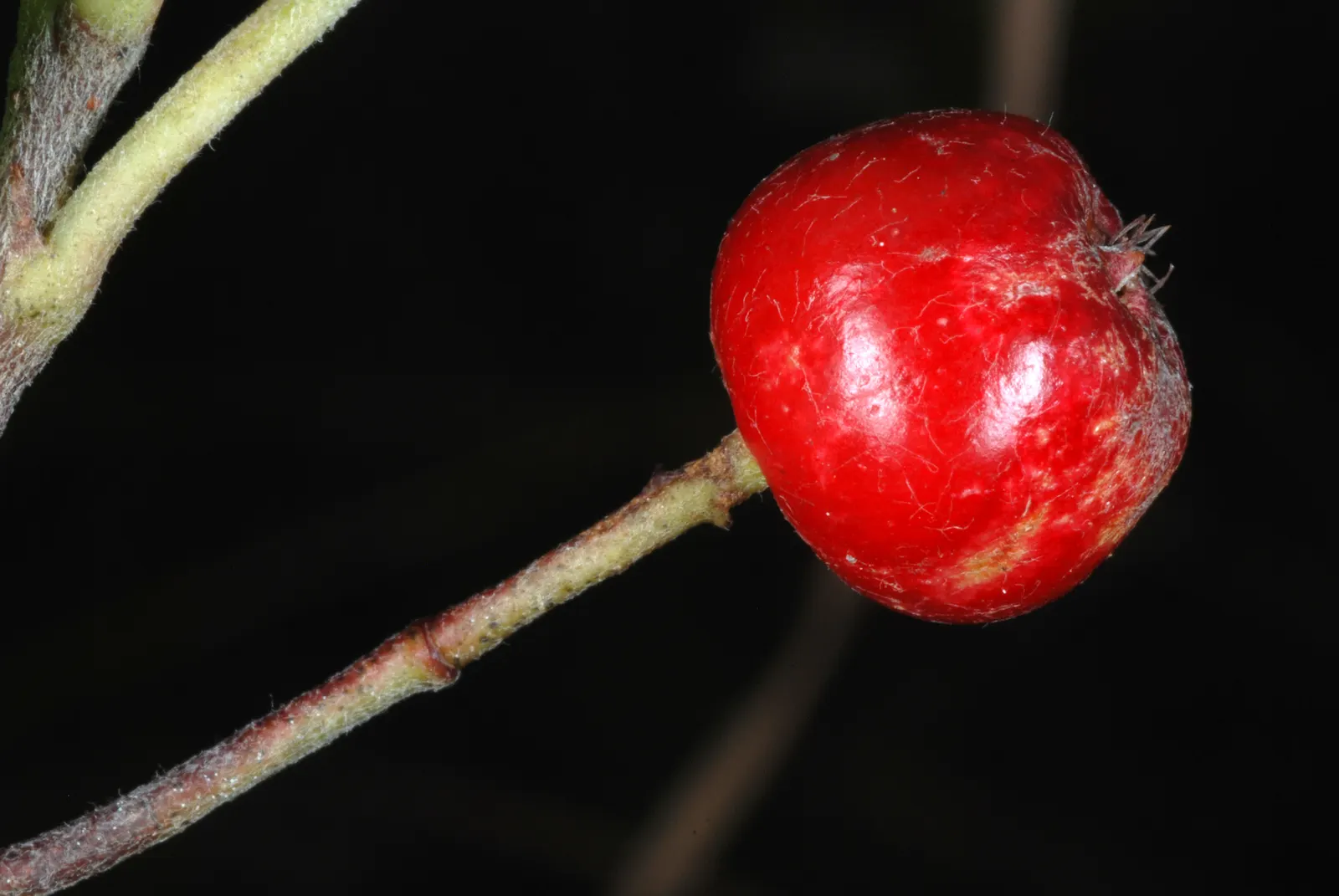 Chokecherry (Prunus Virginiana) — delicate clusters of white to pink-tinged flowers emerge; this hardy species entwines ornamental value with, image 60