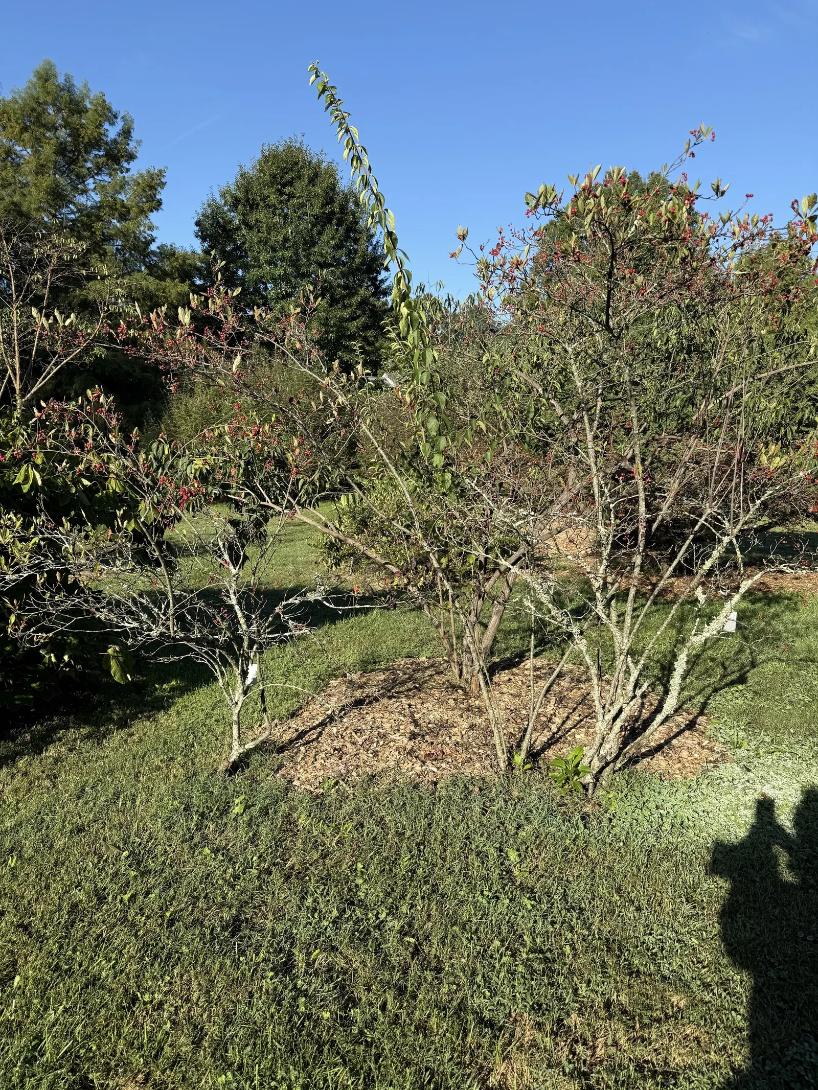 Chokecherry (Prunus Virginiana) — is a deciduous shrub or small tree; grows best in full sun to partial shade and adaptable to various soil types, image 73