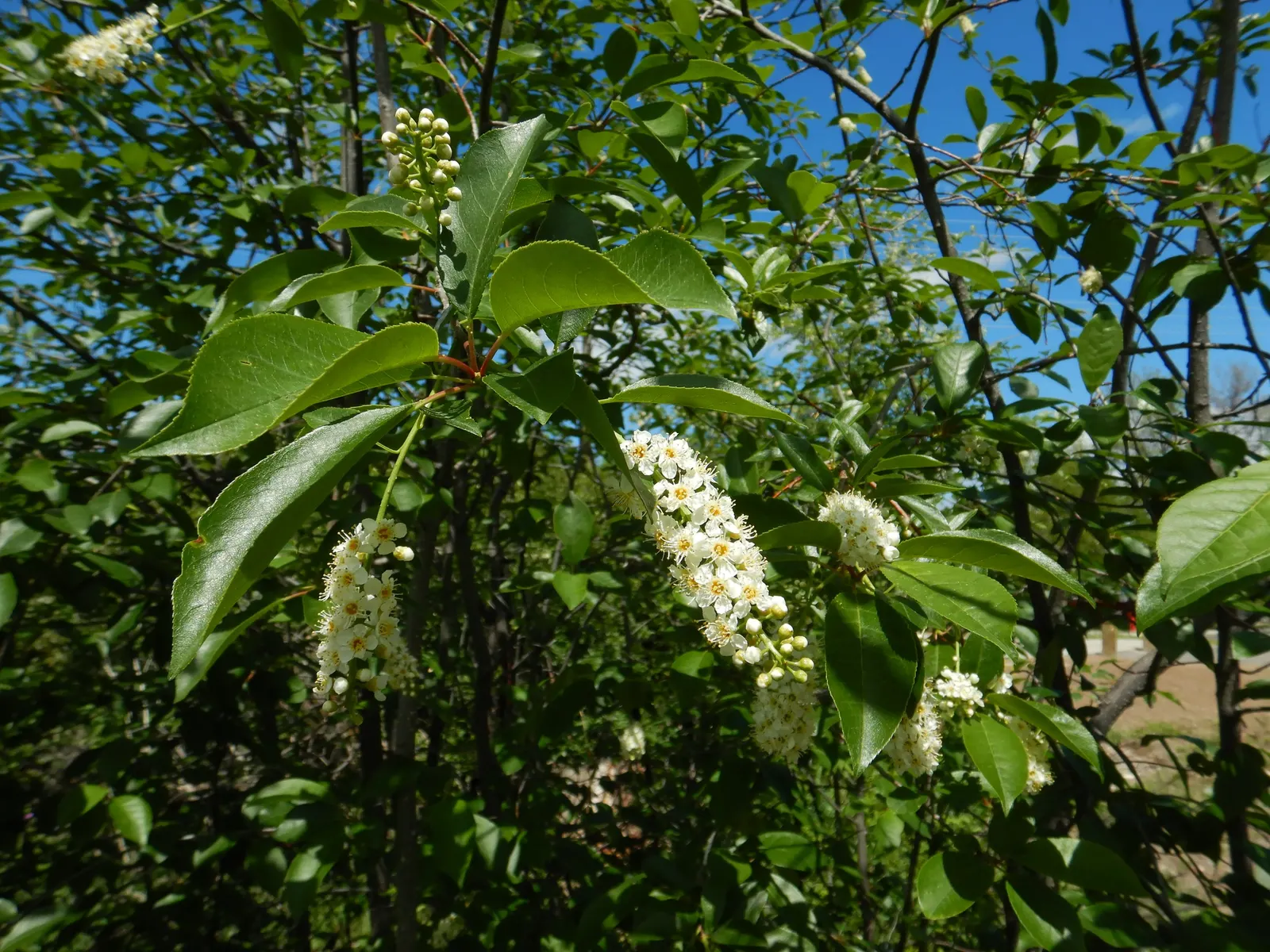 Chokecherry (Prunus Virginiana) — An eloquent choice for landscape designs seeking a balance of aesthetic appeal and functionality; excellent for, image 128