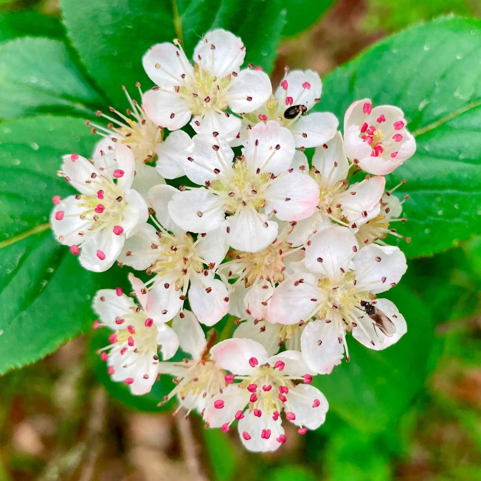 Chokecherry (Prunus Virginiana) — These blossoms subsequently give way to dense clusters of red to black fruits; tree with white blooms, image 134