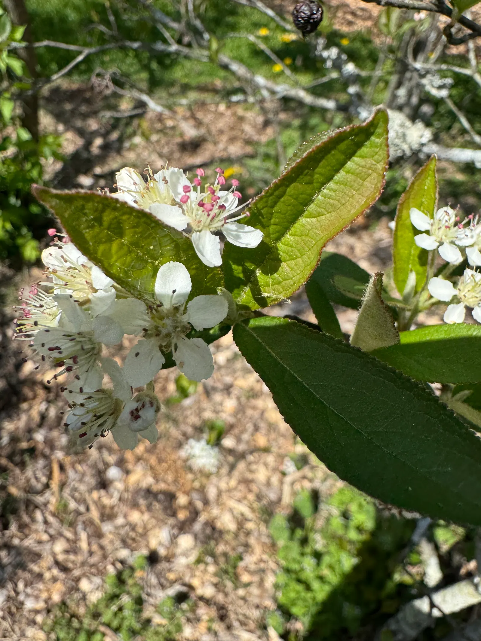 Chokecherry (Prunus Virginiana) — Hardy in zones 2-7, it offers vibrant red fall foliage, adding seasonal interest
