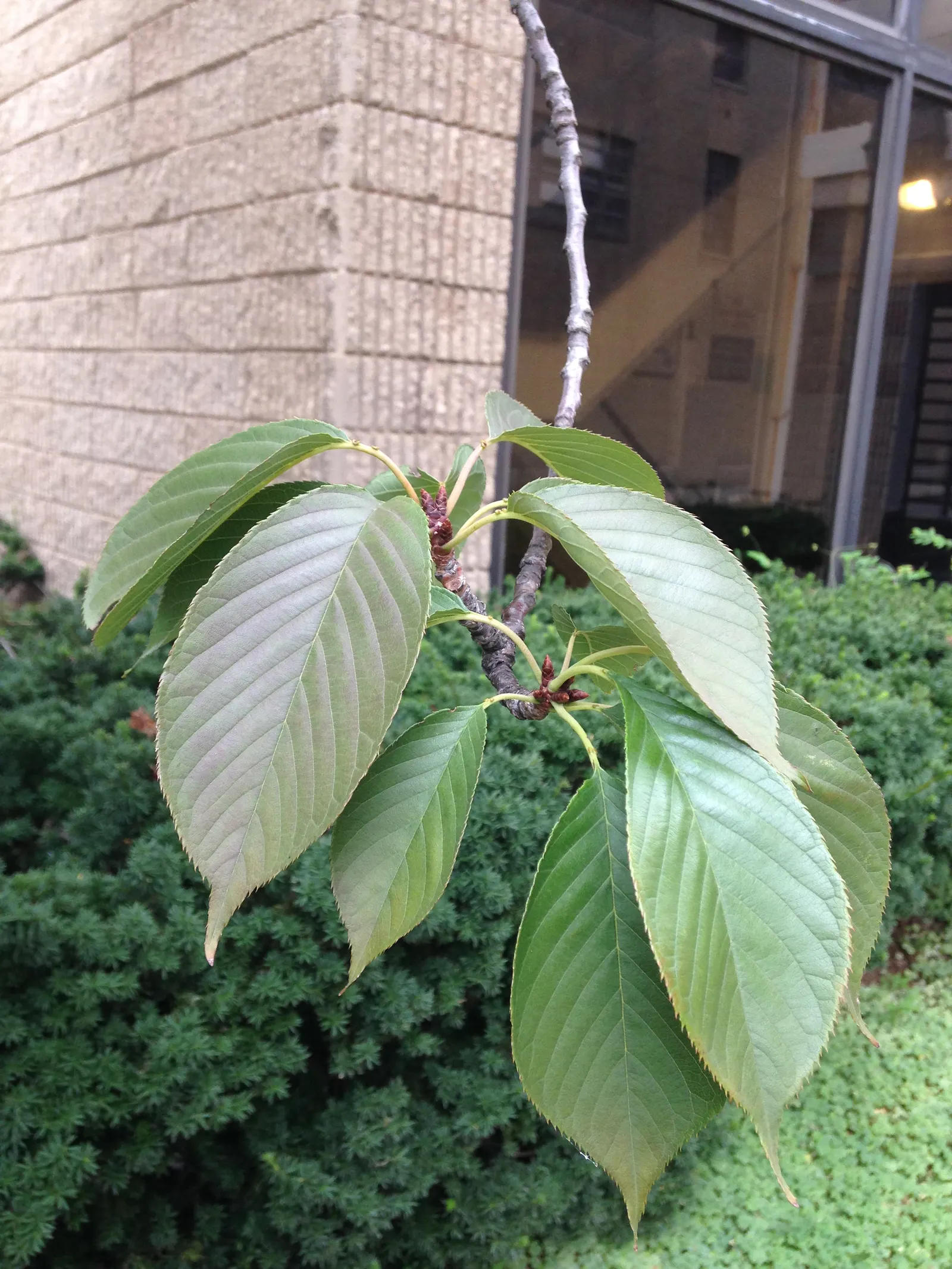 Chokecherry (Prunus Virginiana) — Hardy in zones 2-7, it offers vibrant red fall foliage, adding seasonal interest; typically around 0.4 inches in, image 78