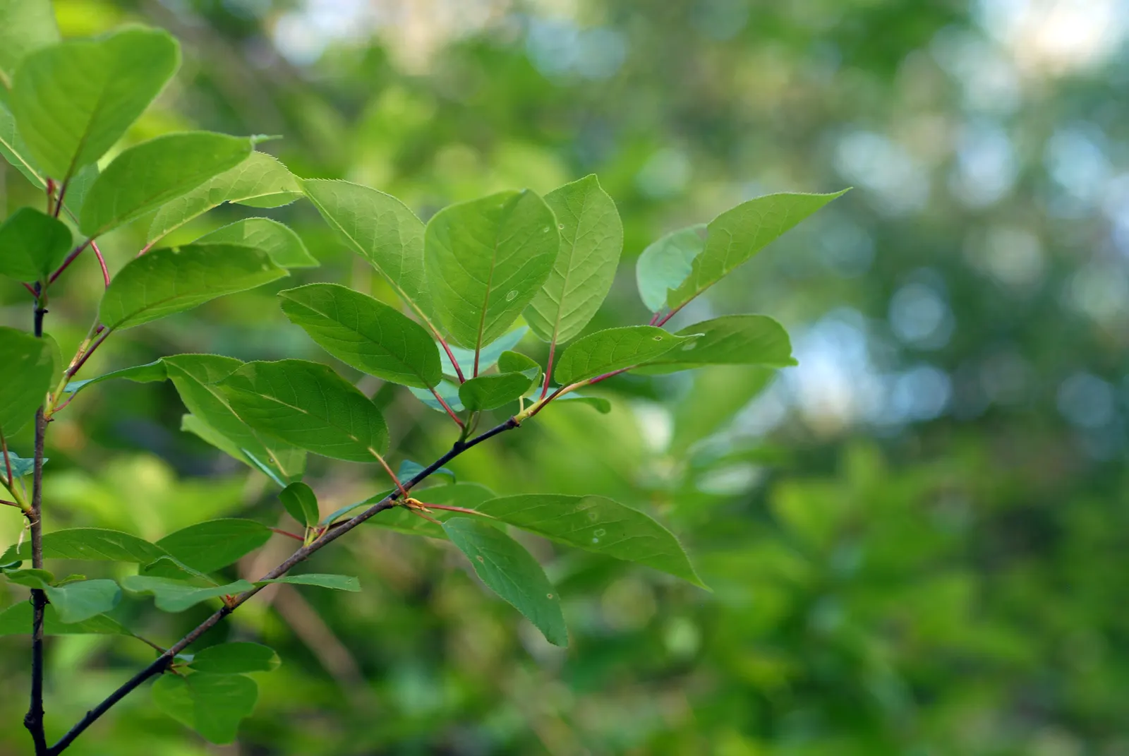 Chokecherry (Prunus Virginiana) — this hardy species entwines ornamental value with wildlife support; delicate clusters of white to pink-tinged, image 129
