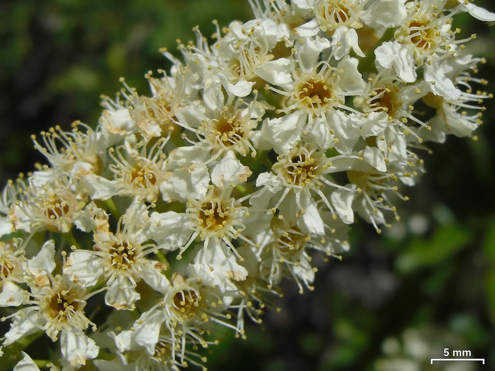 Chokecherry (Prunus Virginiana) — offering a visually engaging contrast against the green leaves