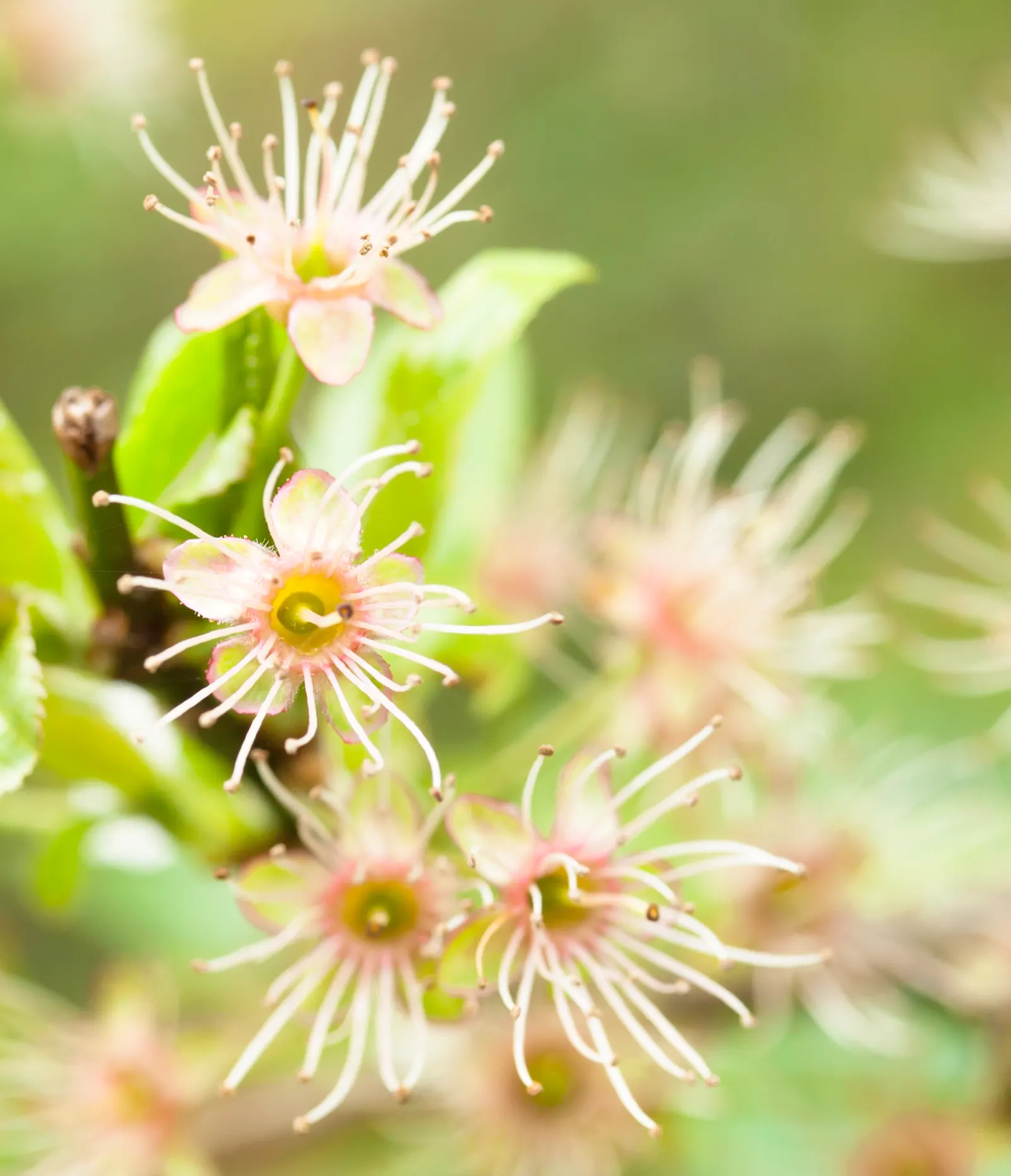 Chokecherry (Prunus Virginiana) — 20-30 ft in height and 15-20 ft wide; creating a brilliant seasonal display