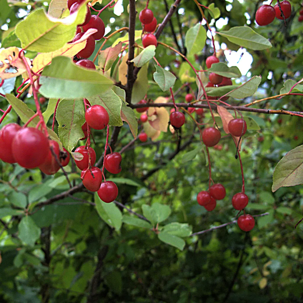 Chokecherry (Prunus Virginiana) — tree with white blooms