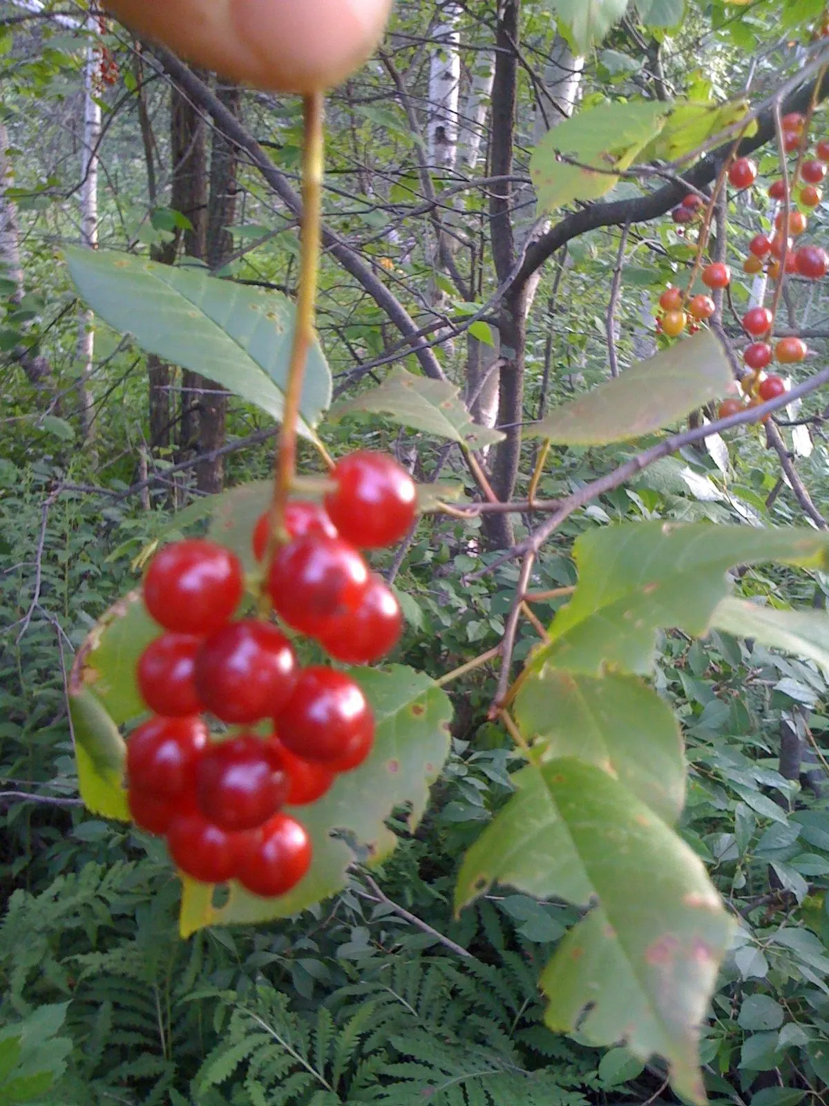Chokecherry (Prunus Virginiana) — typically around 0.4 inches in diameter; hardy in zones 2-7, it offers vibrant red fall foliage, adding seasonal, image 135