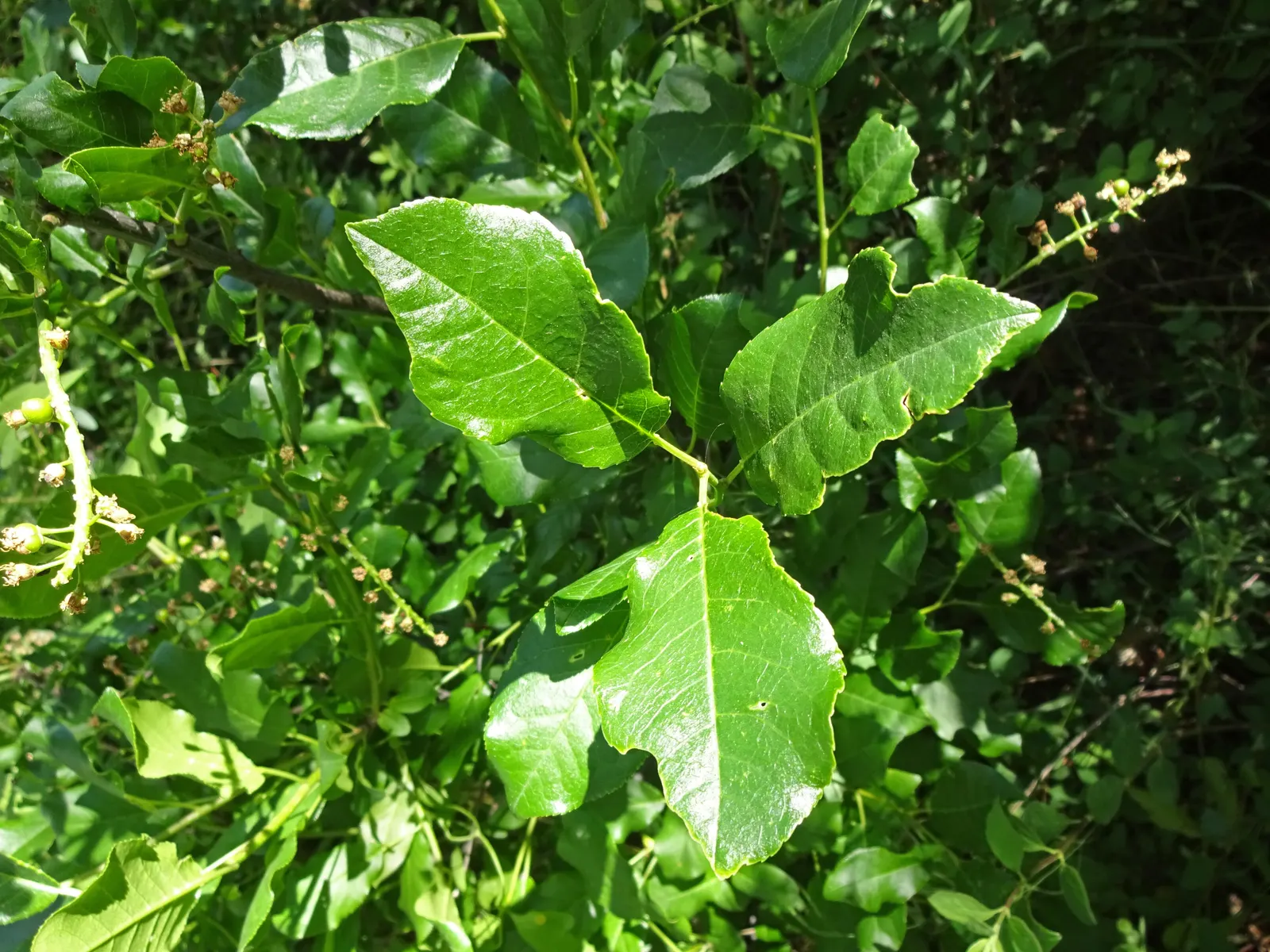 Chokecherry (Prunus Virginiana) — tree with white blooms; these blossoms subsequently give way to dense clusters of red to black fruits