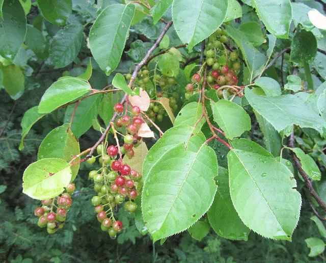 Chokecherry (Prunus Virginiana) — creating a brilliant seasonal display; 20-30 ft in height and 15-20 ft wide, image 59