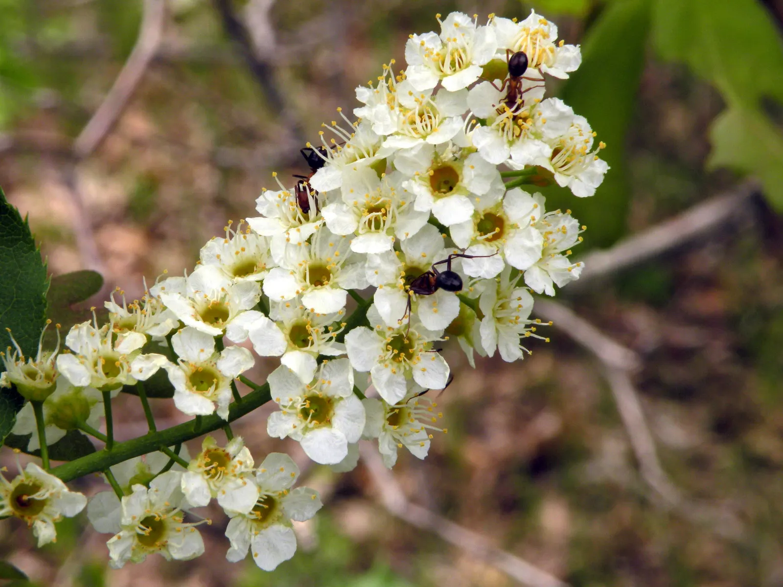Chokecherry (Prunus Virginiana) — white flowers in the garden; the Chokeberry, scientifically known as Prunus virginiana, is a deciduous shrub, image 94