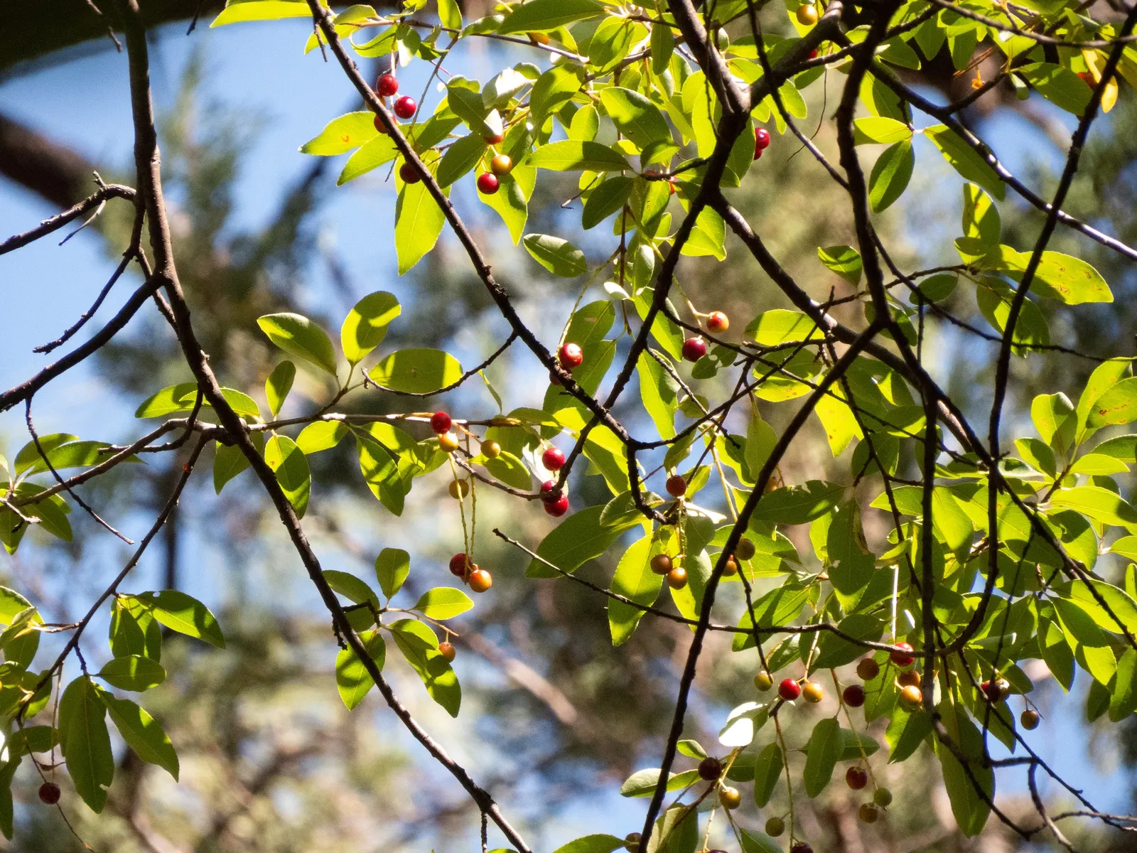 Chokecherry (Prunus Virginiana) — 20-30 ft in height and 15-20 ft wide