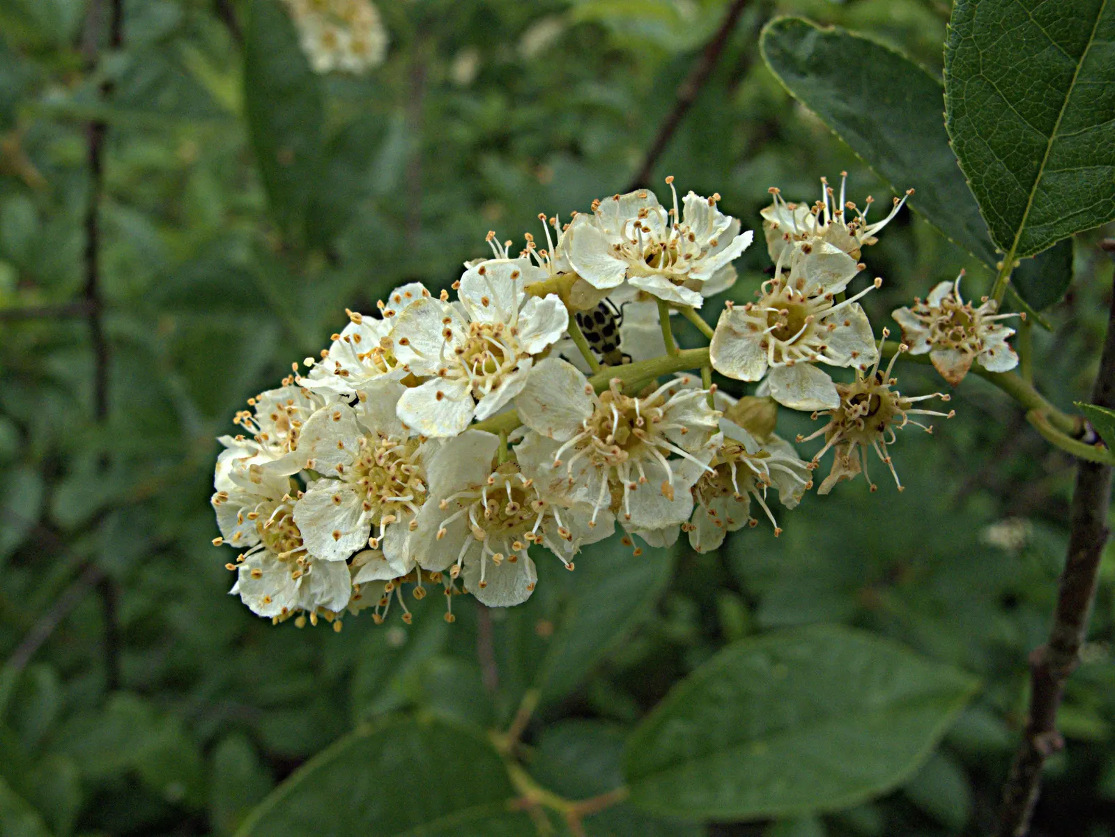 Chokecherry (Prunus Virginiana) — this hardy species entwines ornamental value with wildlife support; delicate clusters of white to pink-tinged flowers emerge