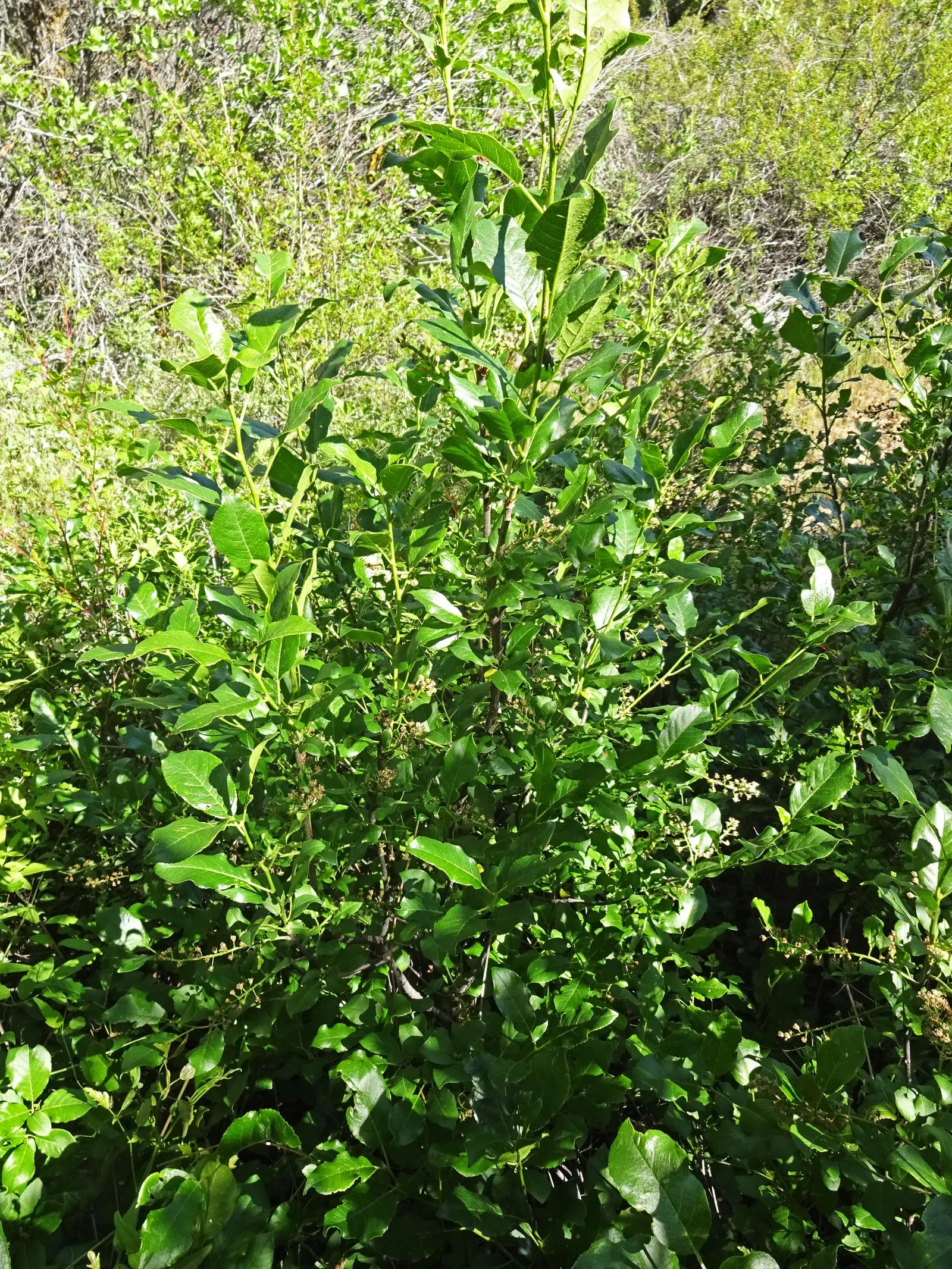 Chokecherry (Prunus Virginiana) — but it's also remarkably tolerant of a range of soil types; offering a visually engaging contrast against the, image 64