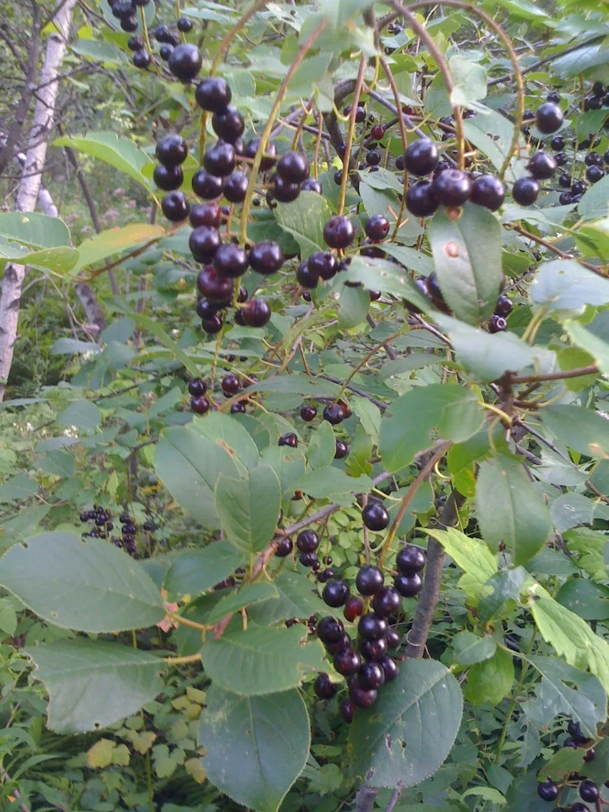 Chokecherry (Prunus Virginiana) — 20-30 ft in height and 15-20 ft wide; creating a brilliant seasonal display, image 74
