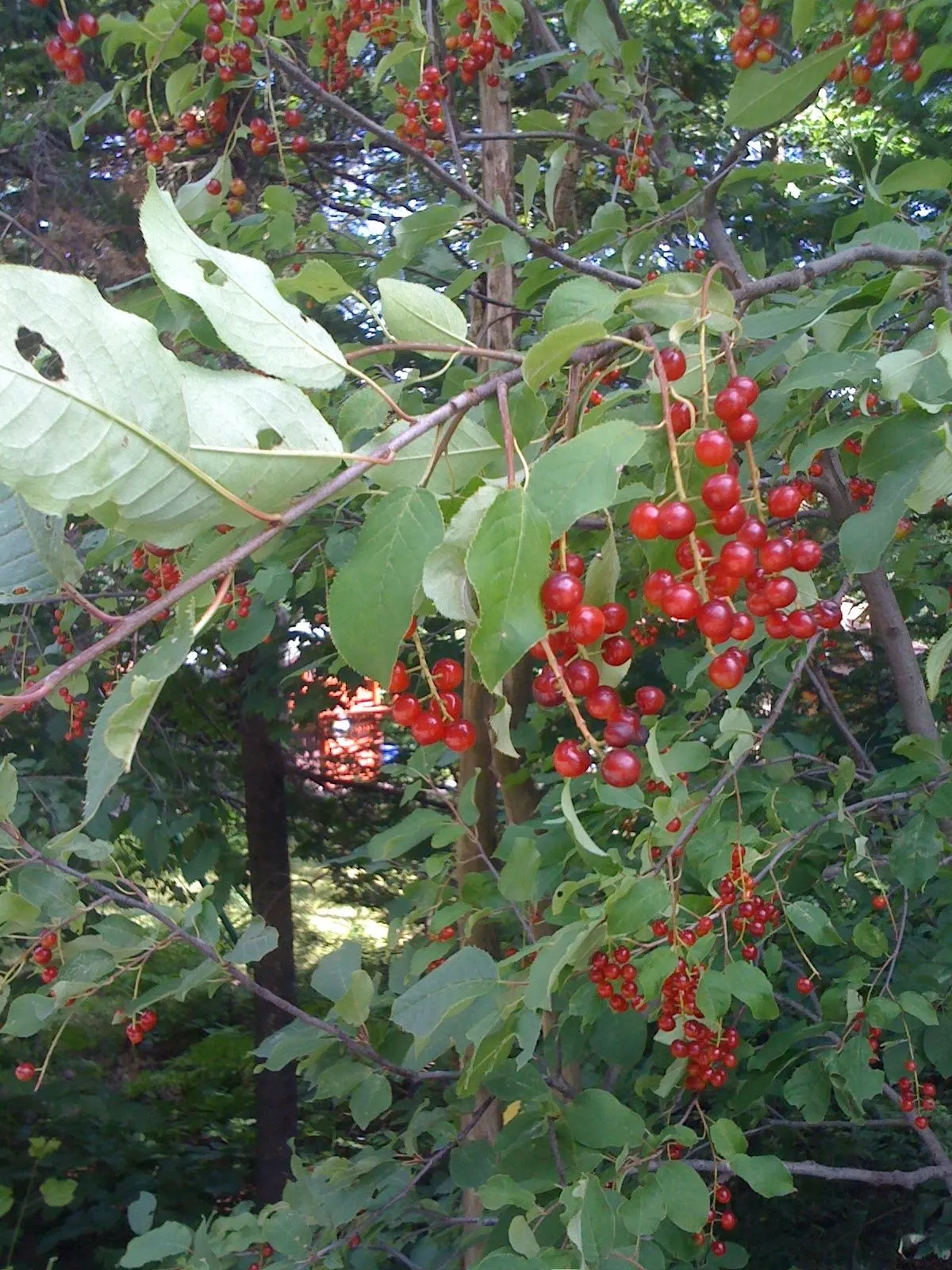 Chokecherry (Prunus Virginiana) — white flowers in the garden; the Chokeberry, scientifically known as Prunus virginiana, is a deciduous shrub, image 70