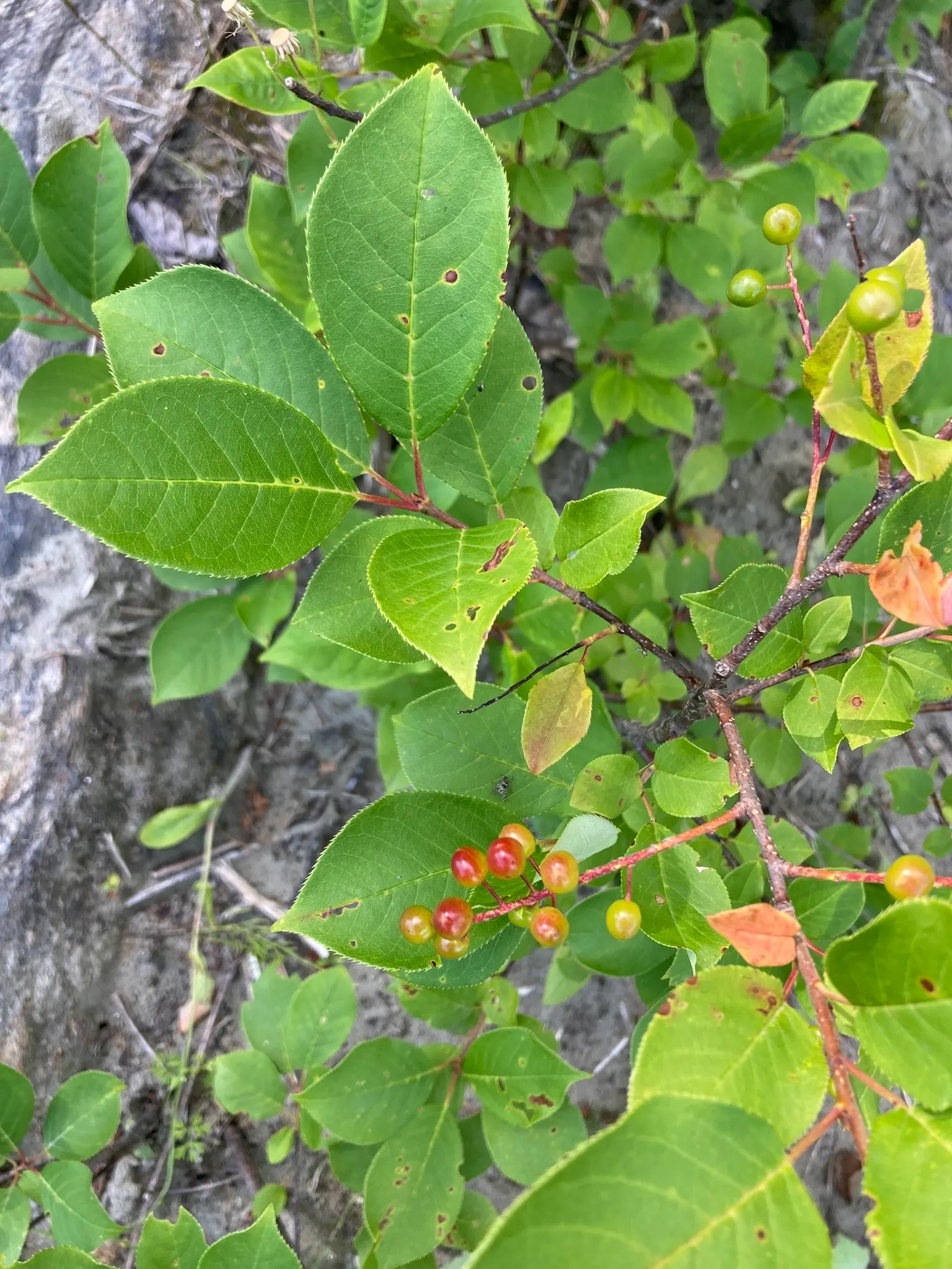 Chokecherry (Prunus Virginiana) — The Chokeberry, scientifically known as Prunus virginiana, is a deciduous shrub heralding from North America, image 127