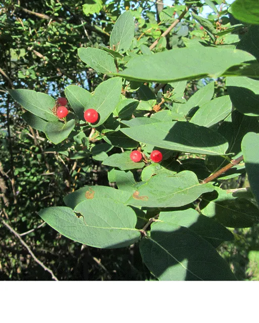 Chokecherry (Prunus Virginiana) — offering a visually engaging contrast against the green leaves; but it's also remarkably tolerant of a range of, image 85