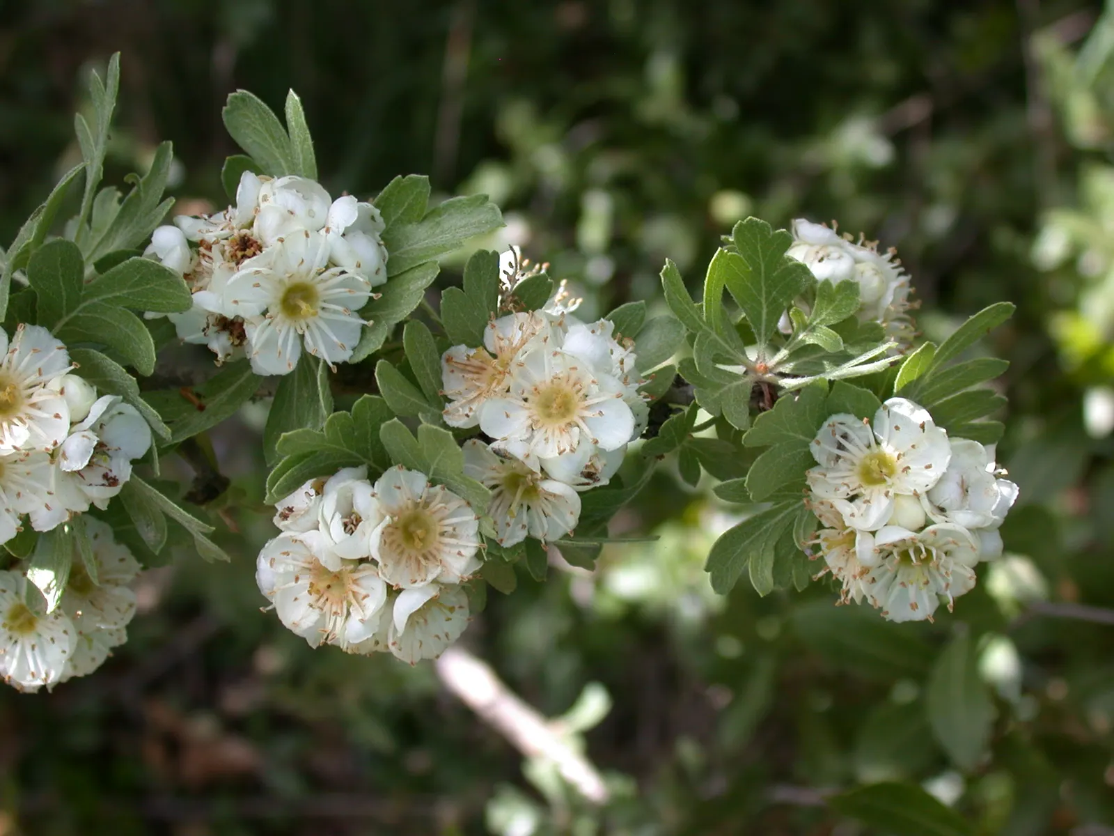 Chokecherry (Prunus Virginiana) — An eloquent choice for landscape designs seeking a balance of aesthetic appeal and functionality; excellent for, image 104