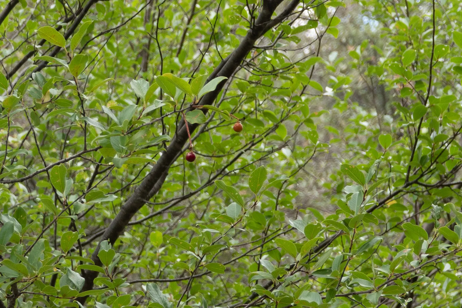 Chokecherry (Prunus Virginiana) — The Chokeberry, scientifically known as Prunus virginiana, is a deciduous shrub heralding from North America, image 79