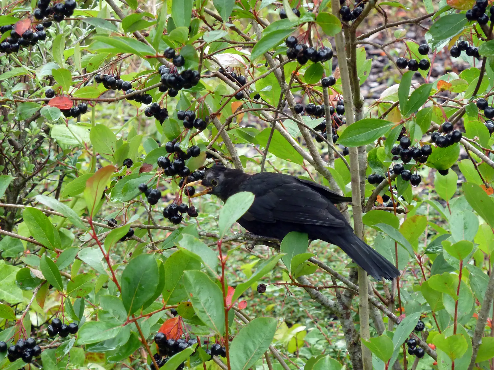 Chokecherry (Prunus Virginiana) — adding to its attractiveness for landscapes in regions with variable precipitation