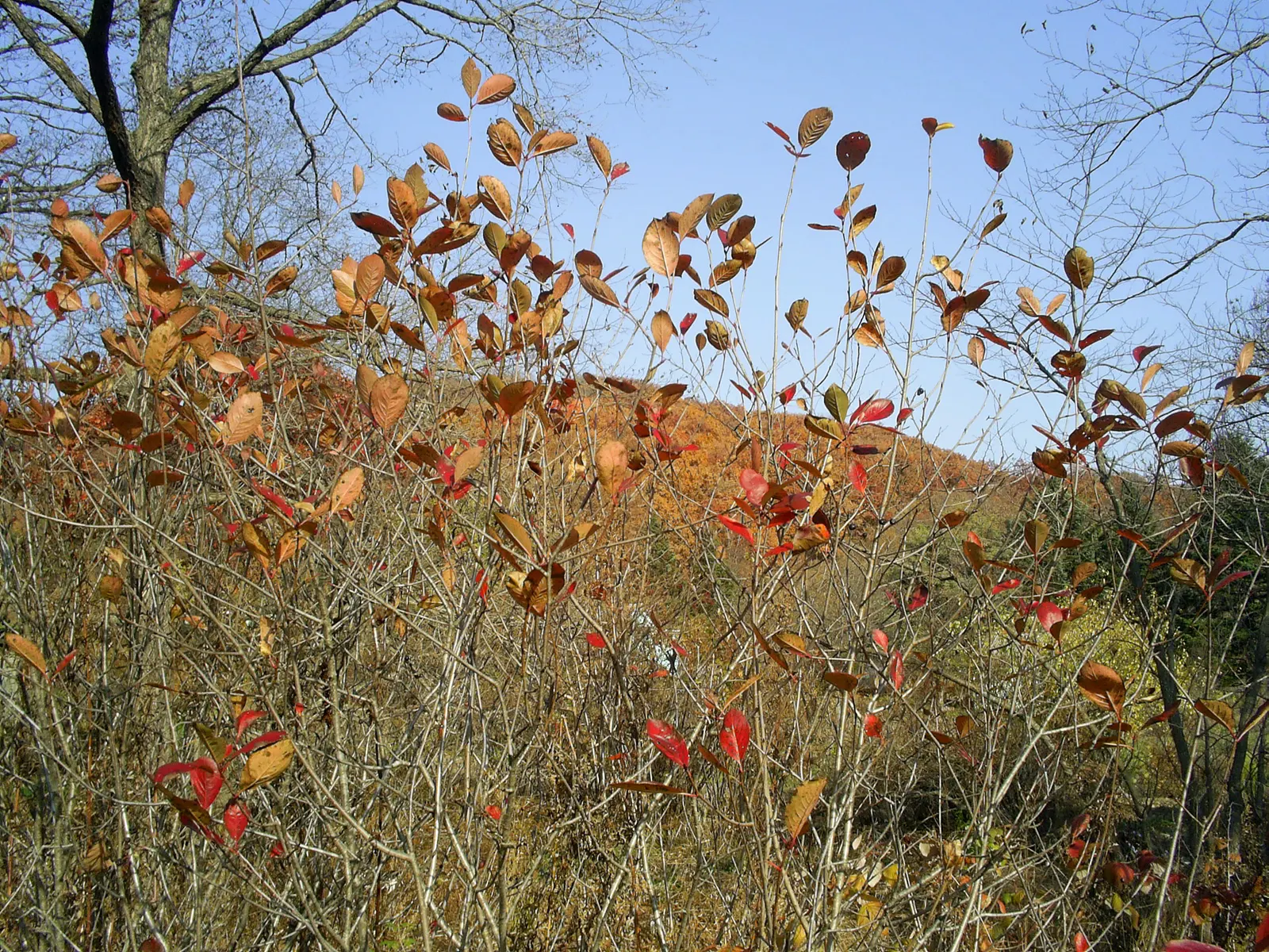 Chokecherry (Prunus Virginiana) — including those with varying pH levels or moisture content; suiting naturalistic plantings or more formal garden, image 89