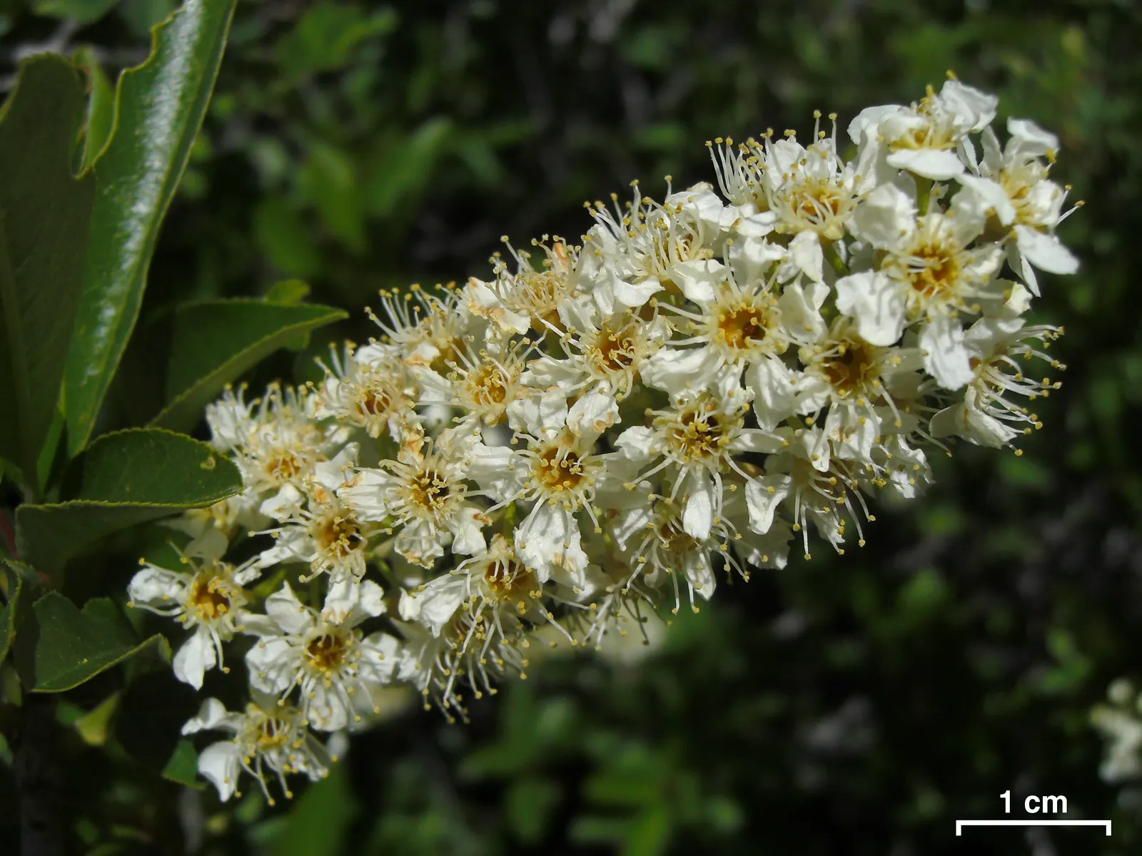 Chokecherry (Prunus Virginiana) — Its ability to withstand urban conditions also makes it an excellent choice for city landscapes