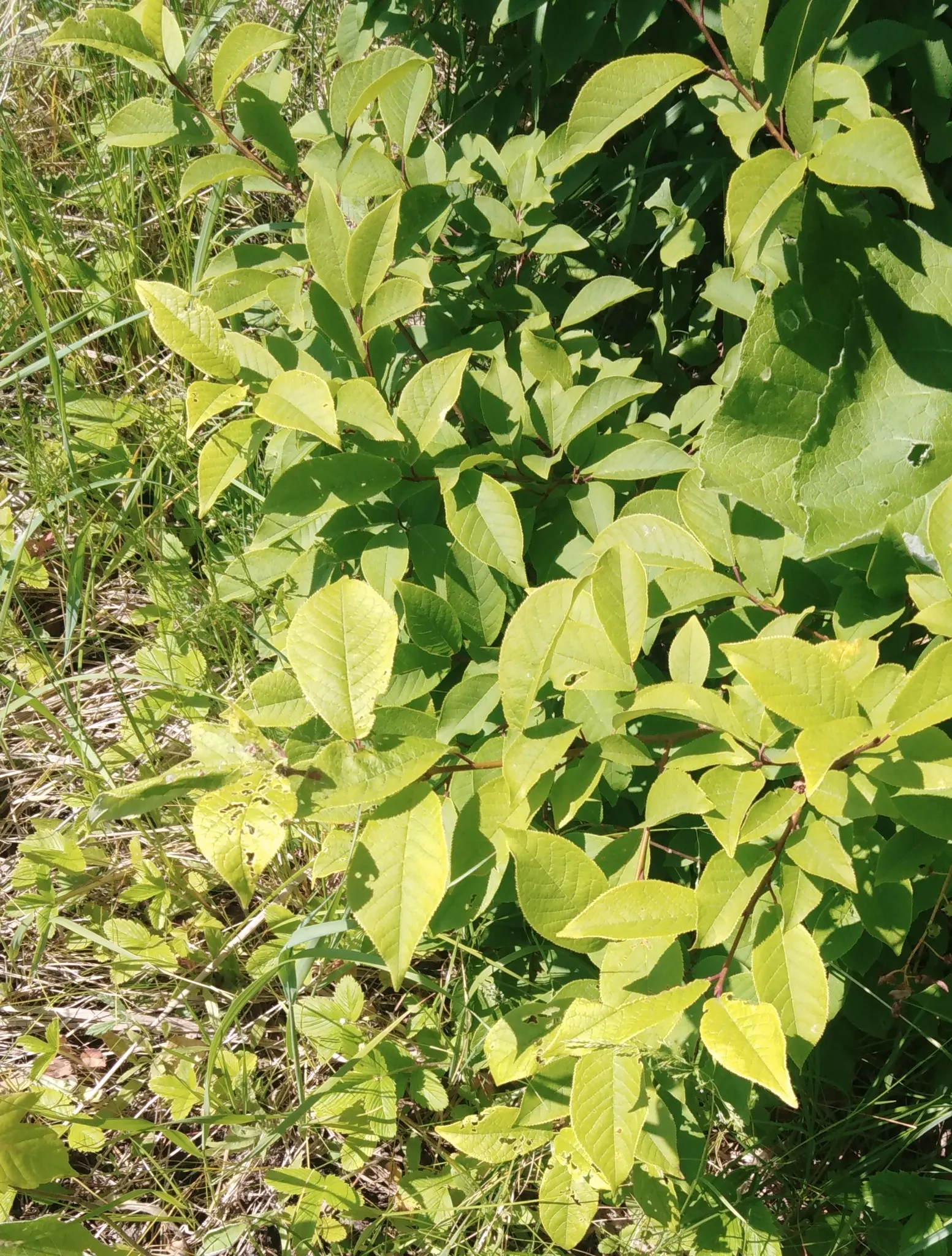Chokecherry (Prunus Virginiana) — but it's also remarkably tolerant of a range of soil types; offering a visually engaging contrast against the, image 112