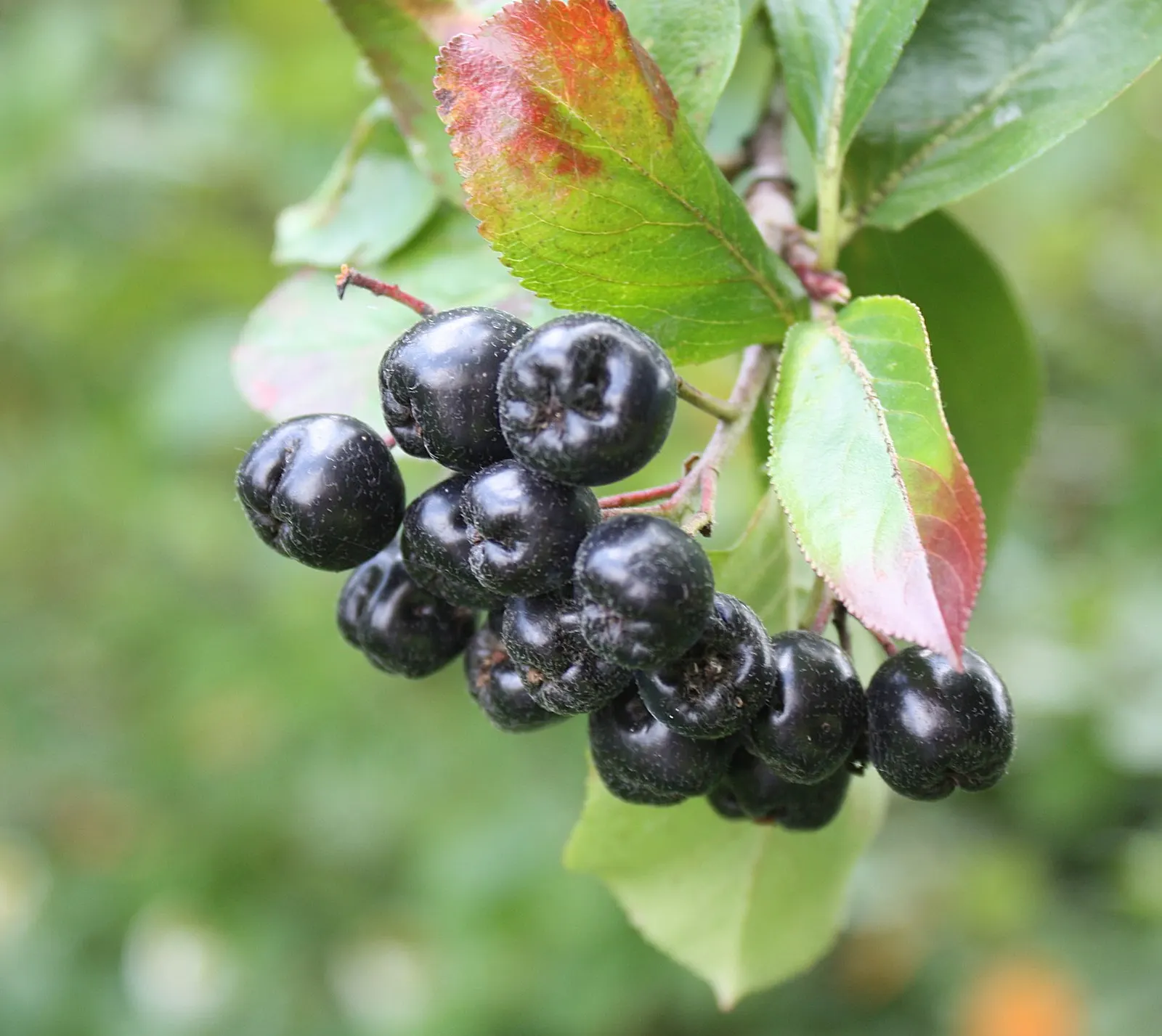 Chokecherry (Prunus Virginiana) — Its ability to withstand urban conditions also makes it an excellent choice for city landscapes; tree for full